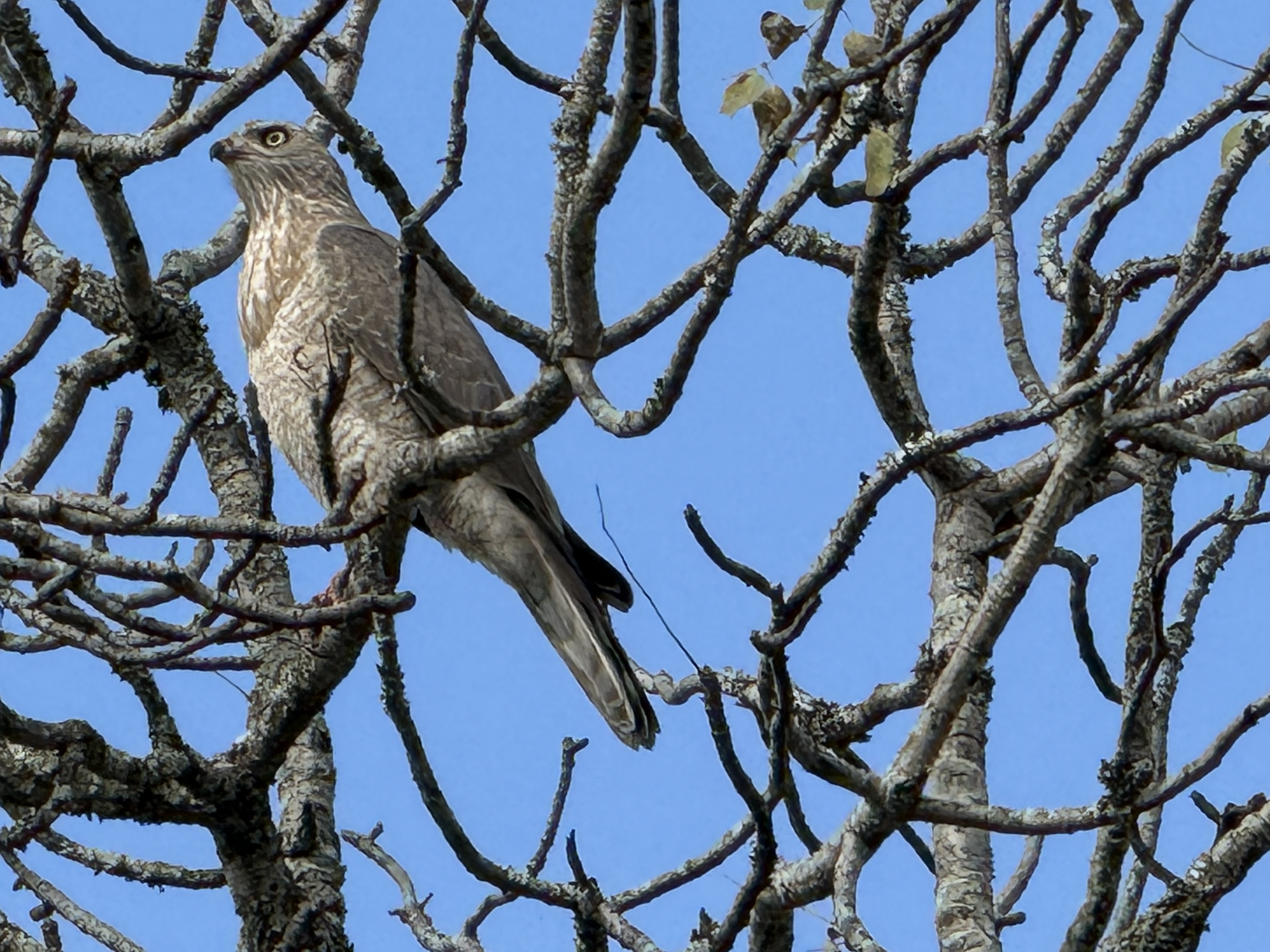 And a raptor in a thorn tree, watching us watch it.