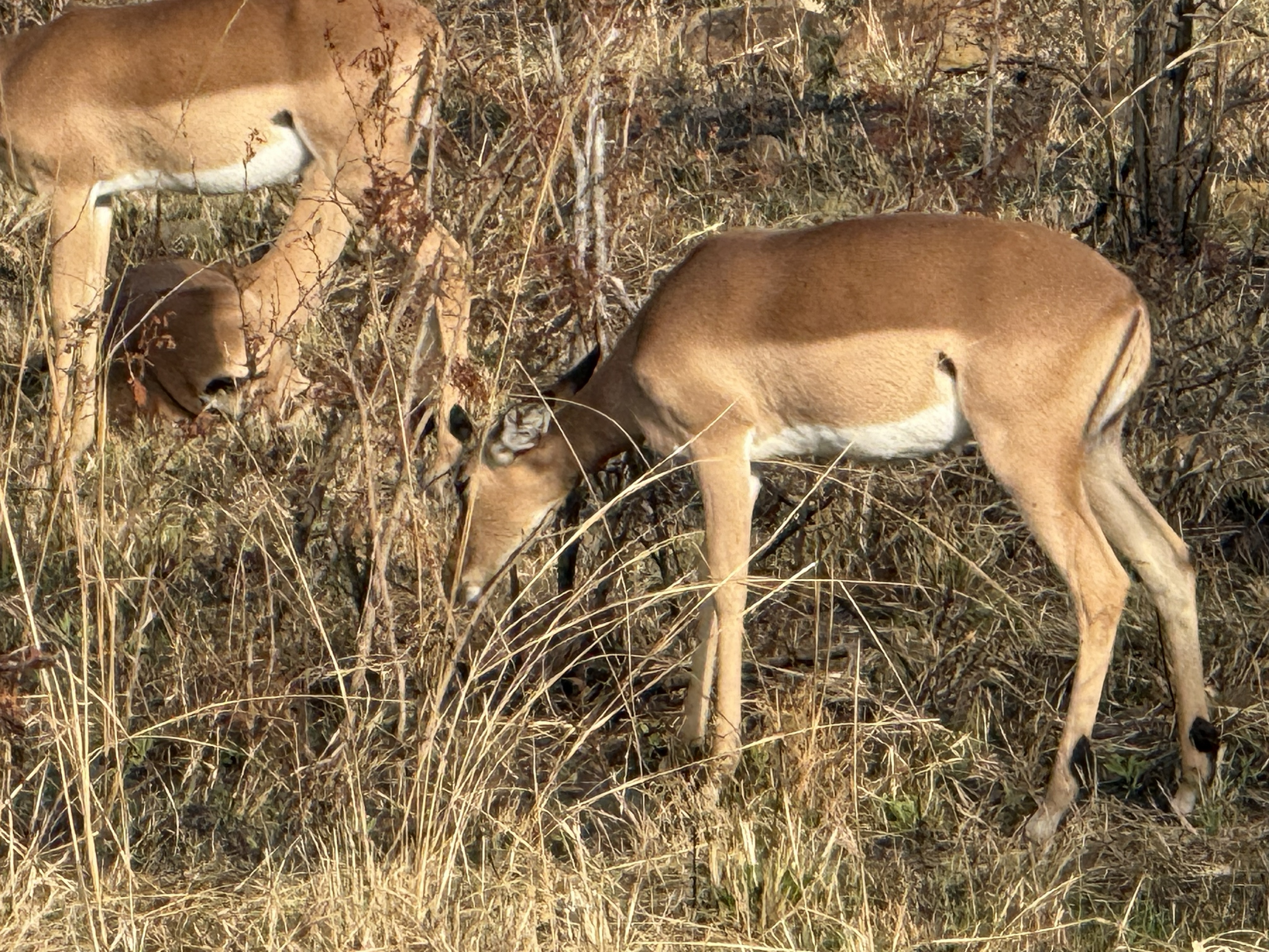 Impala. The most common animal in the park and the most beautiful thing nobody photographs.