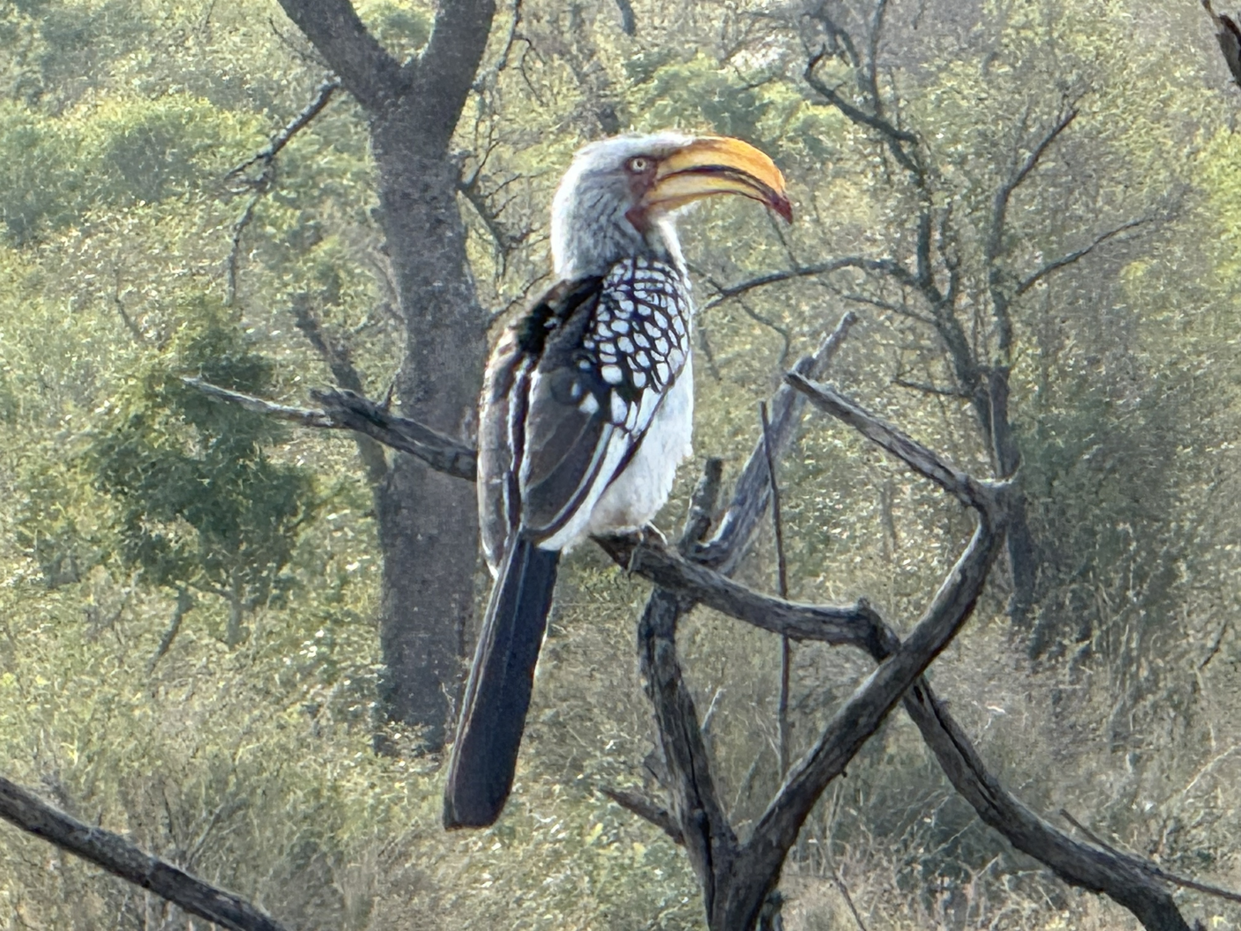 A southern yellow-billed hornbill. That beak is not a joke; it is a tool.