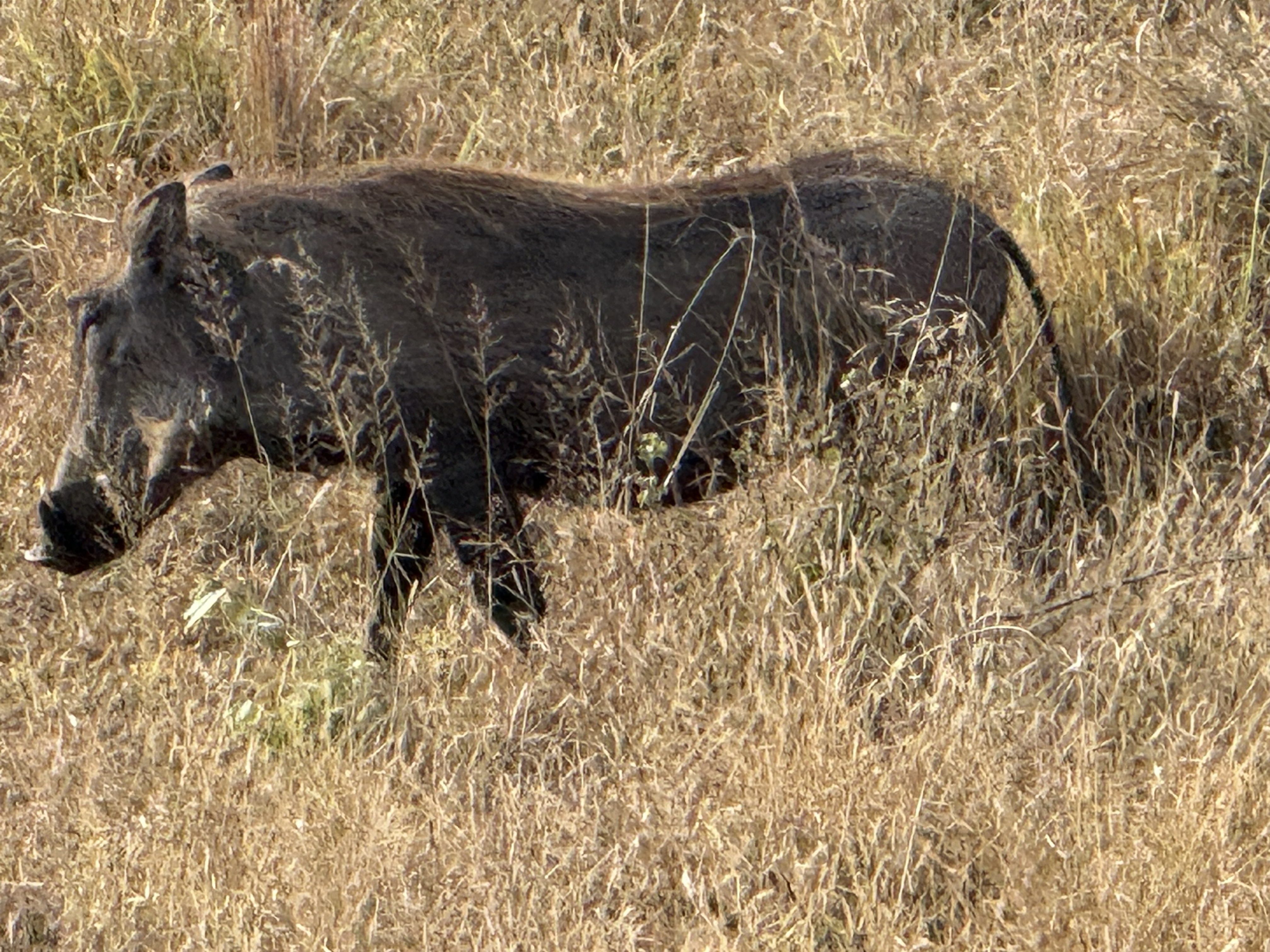 A warthog, going somewhere with great purpose.