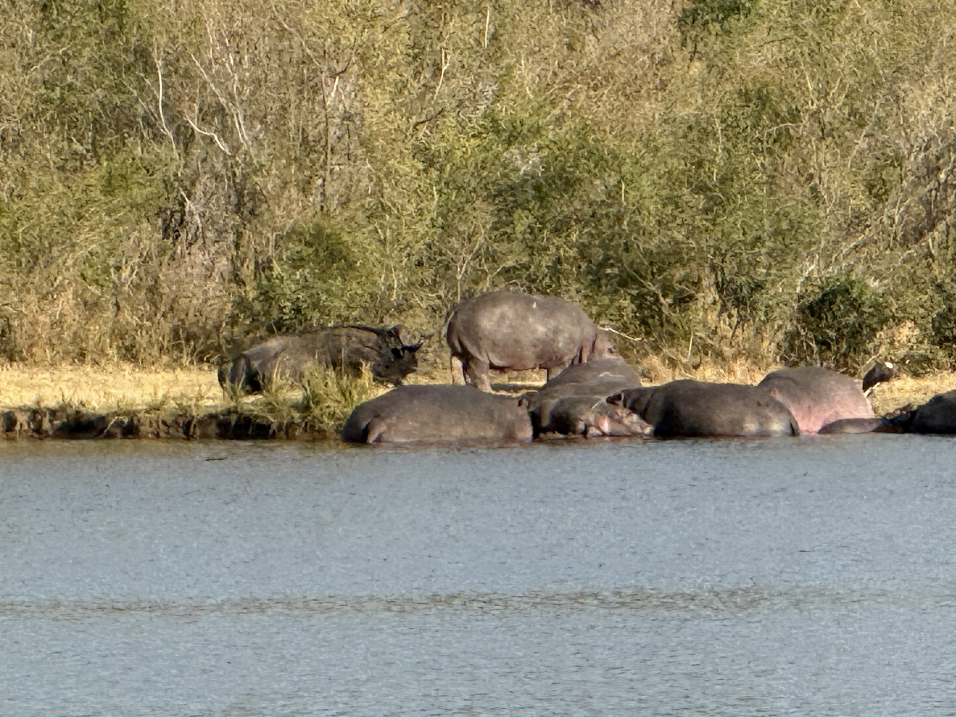 Hippos, doing the only thing hippos do in daylight.