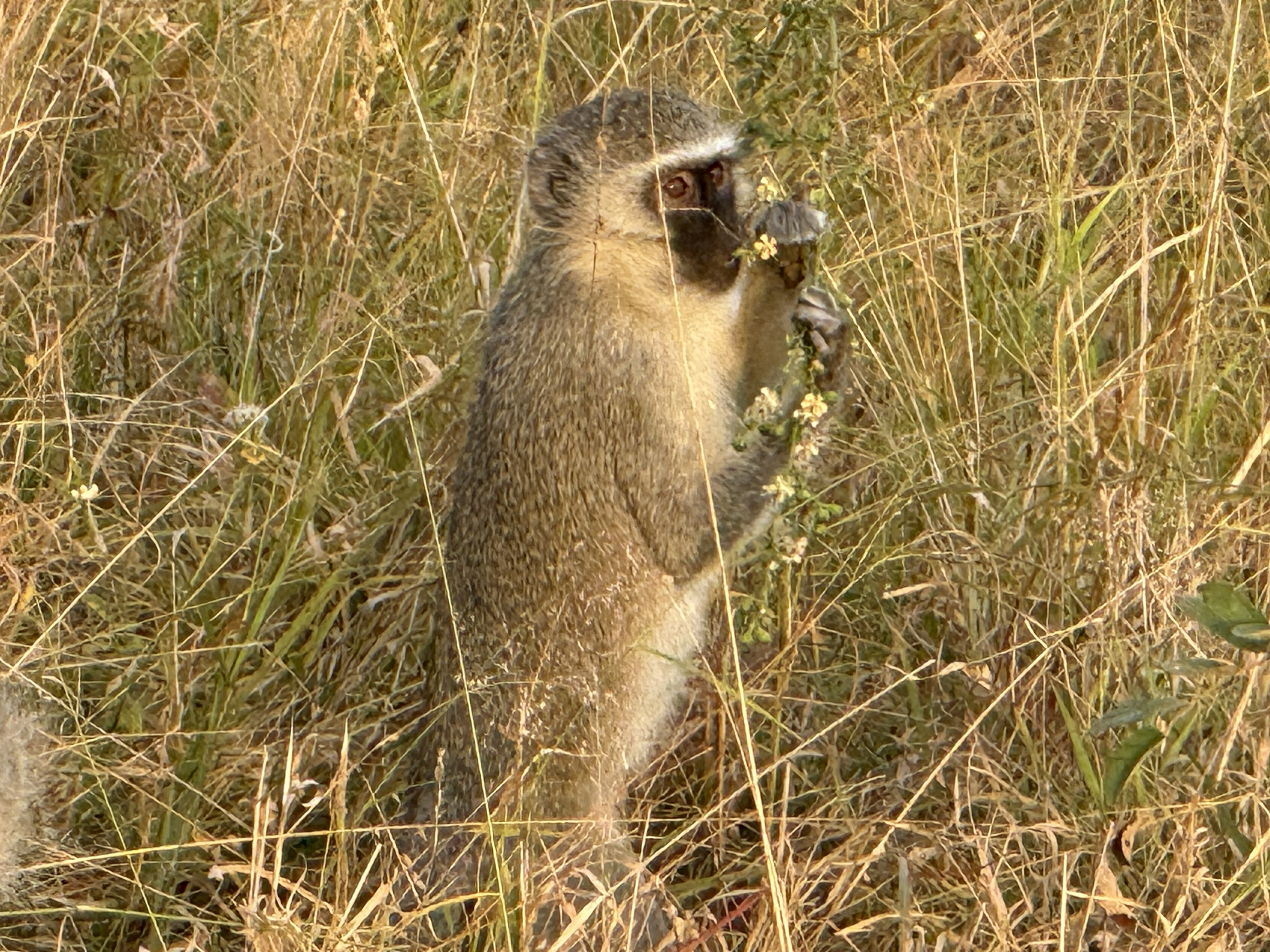 A vervet monkey, eating something it should not have.