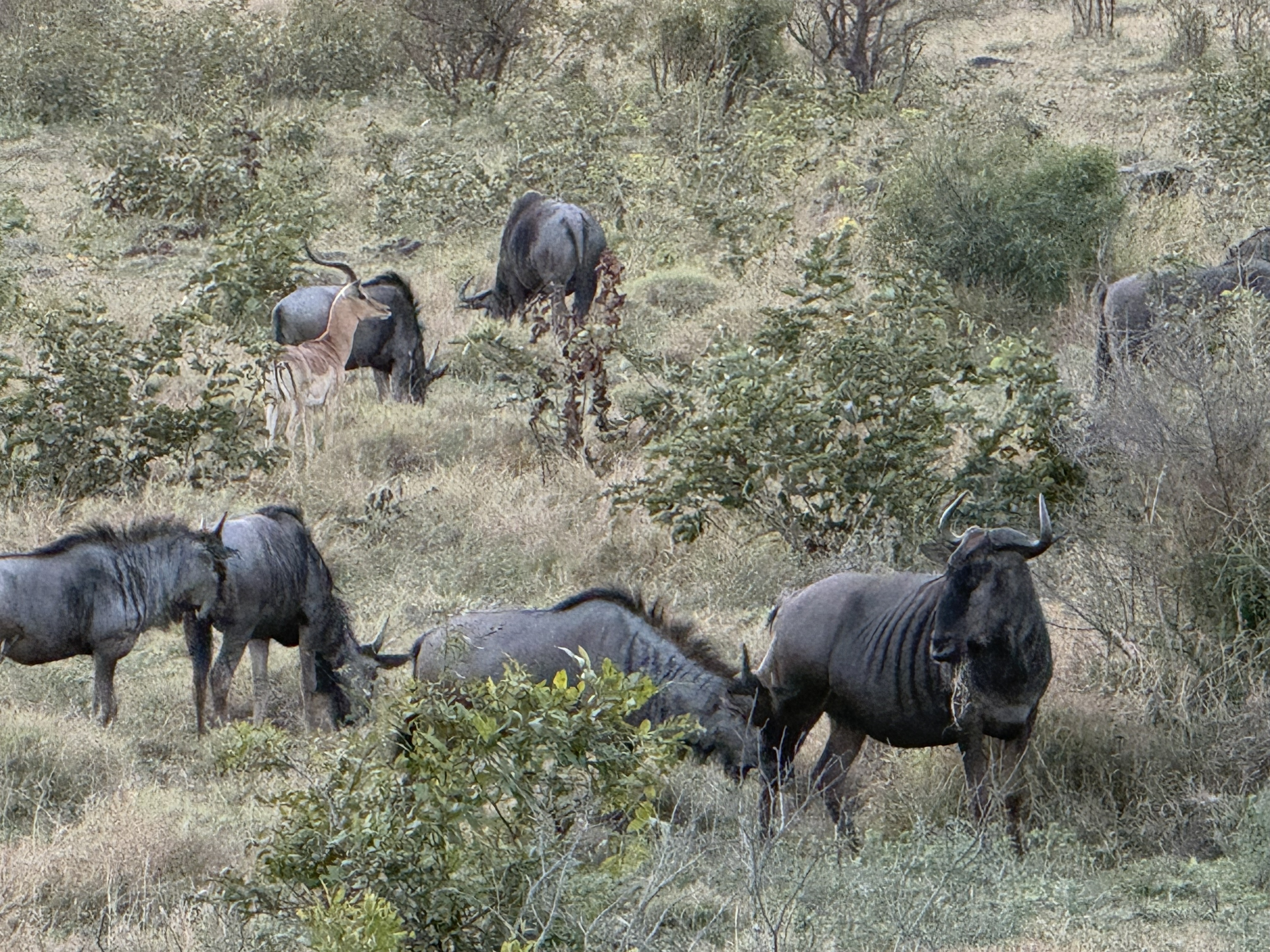 Wildebeest, in the gray-green scrub, looking assembled from spare parts.