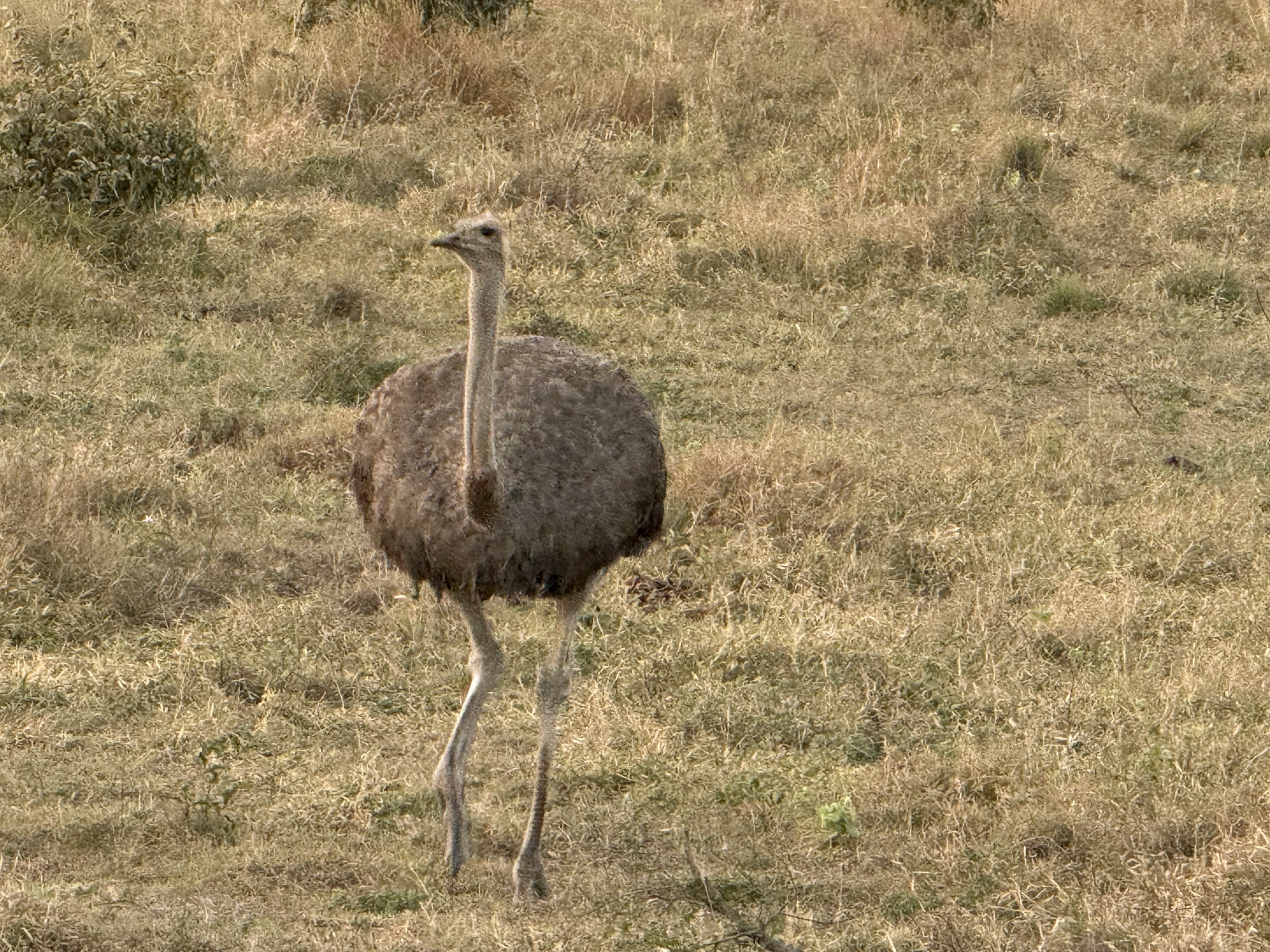 An ostrich, which in Kruger feels like a category error until you remember where you are.