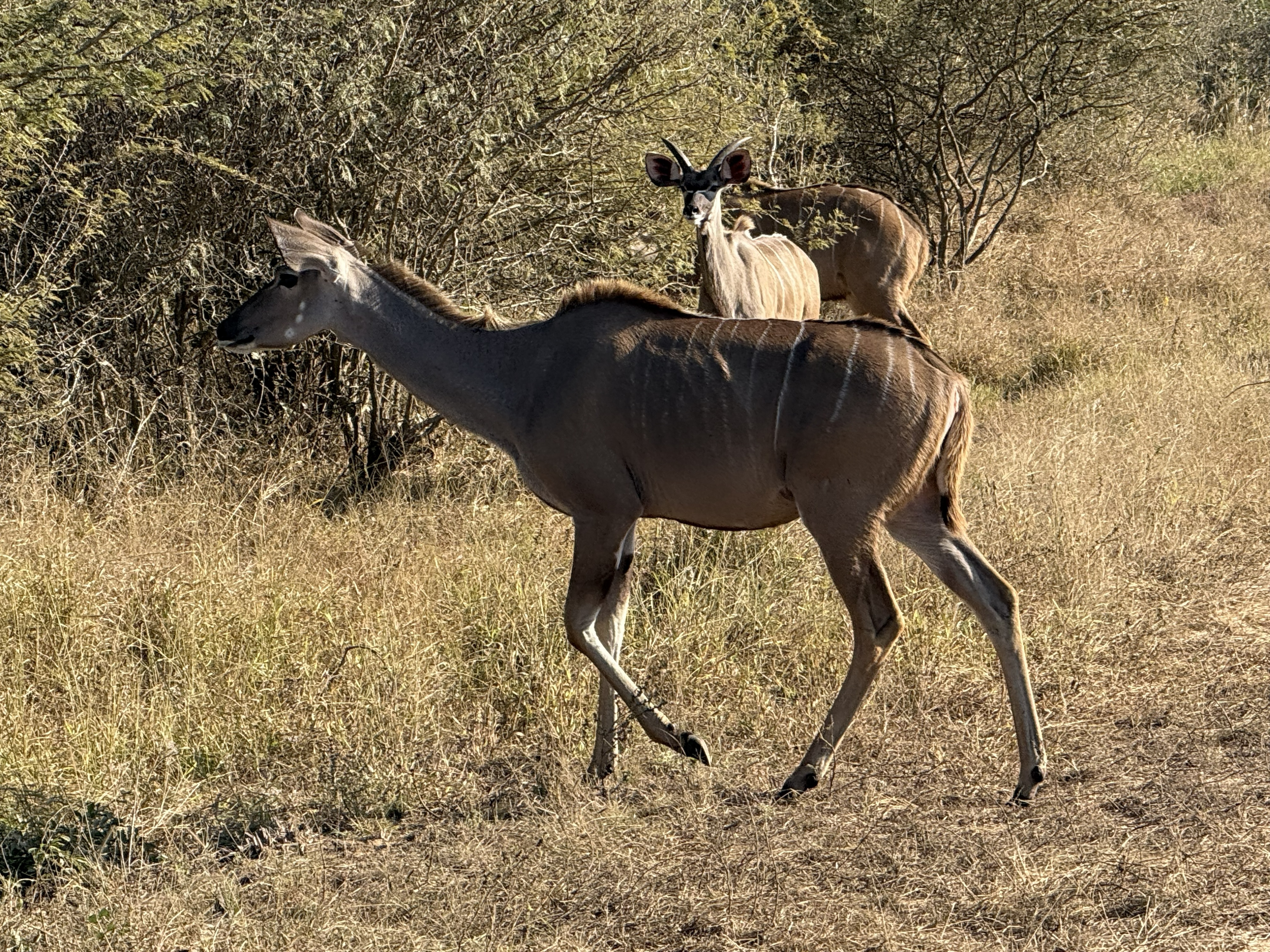 A kudu. The horns are a spiral, and they are absurd, and they are perfect.