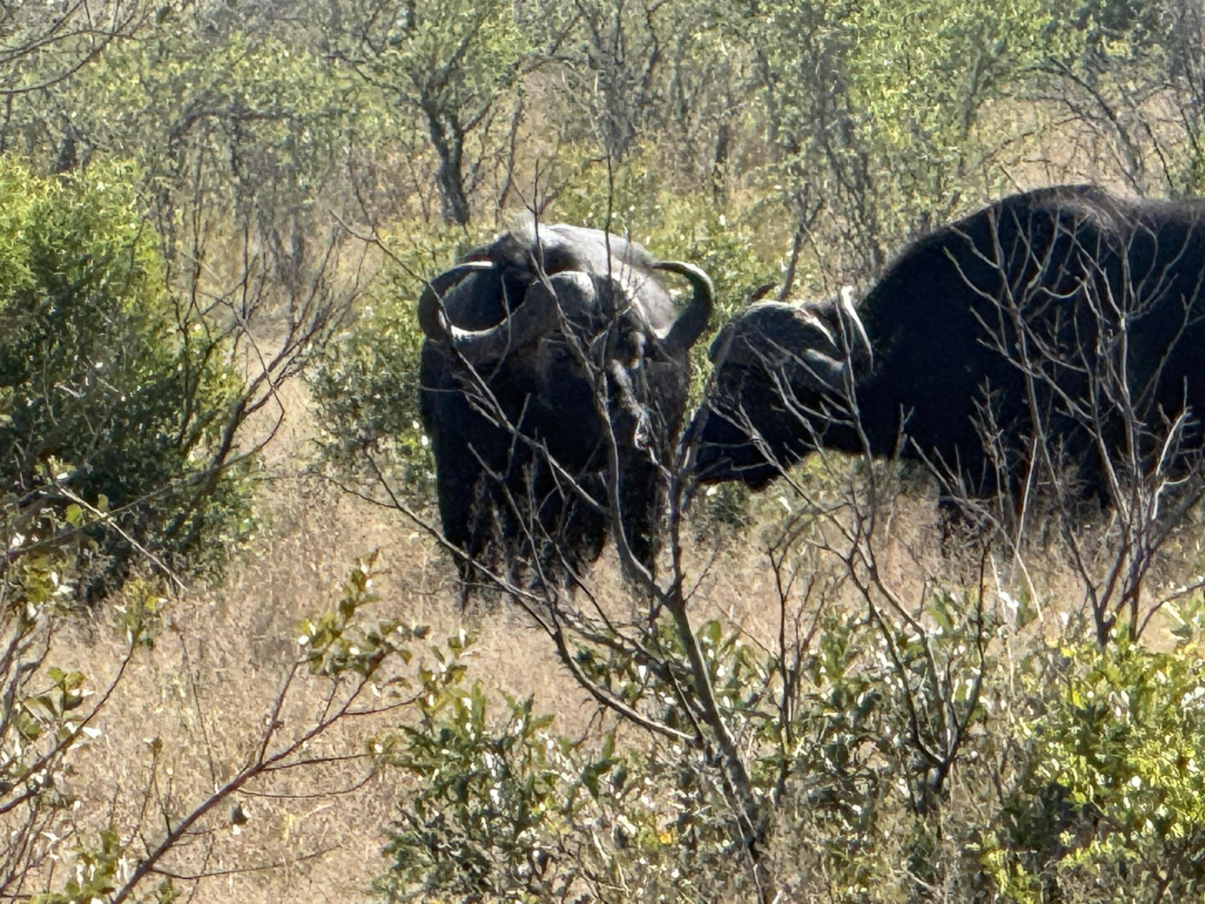 Cape buffalo. Whatever they look like, they are not cows.