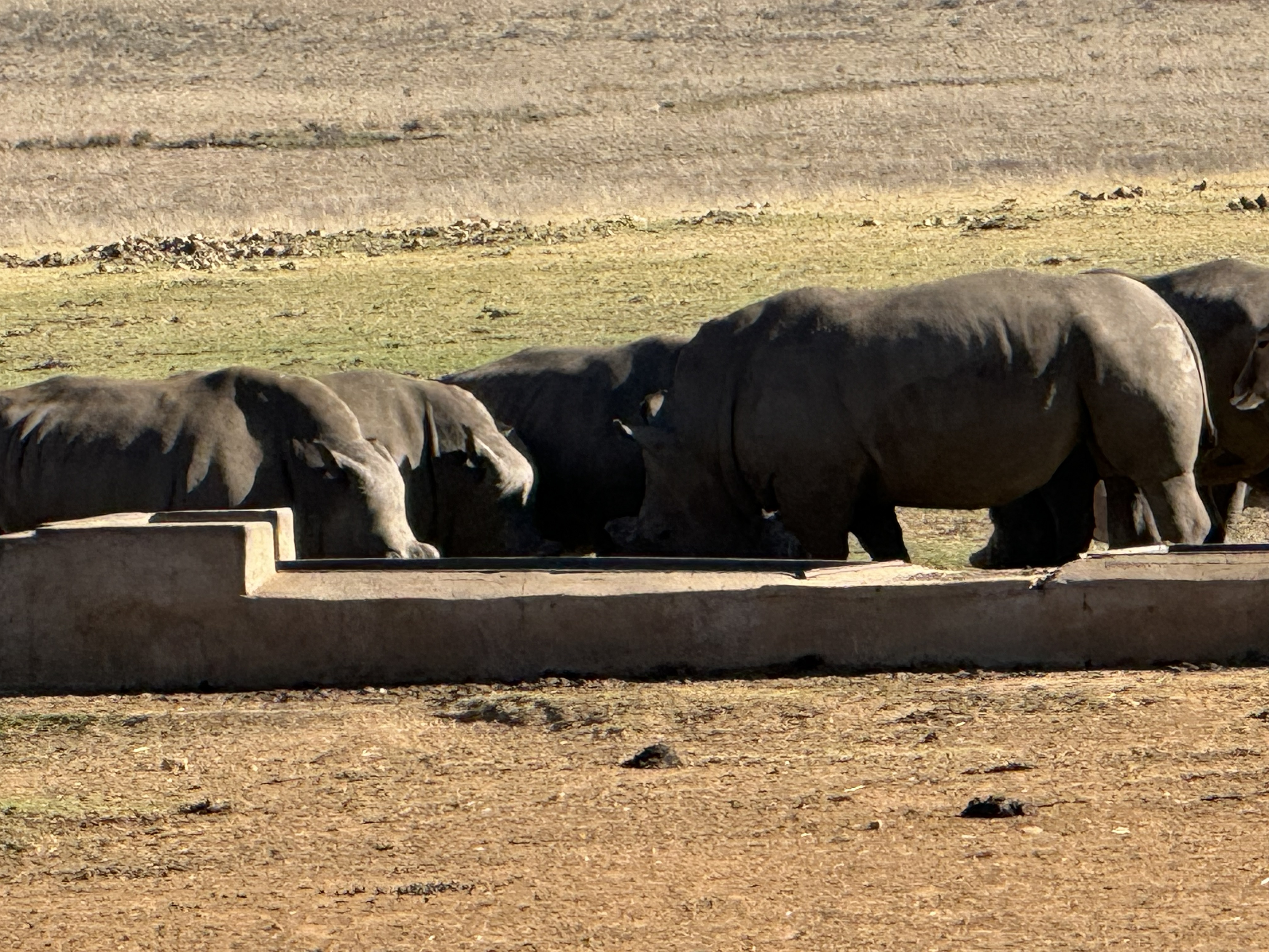 The pen behind the rest stop. These are the only rhinos in this book.