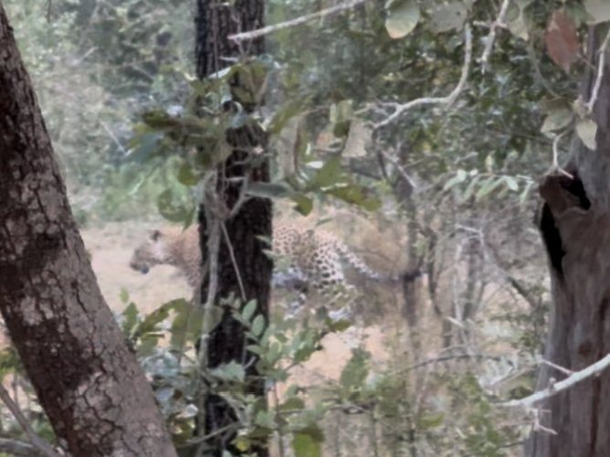 The leopard. Look for a while: it gets easier, and then it gets obvious, and then you cannot believe you missed it.