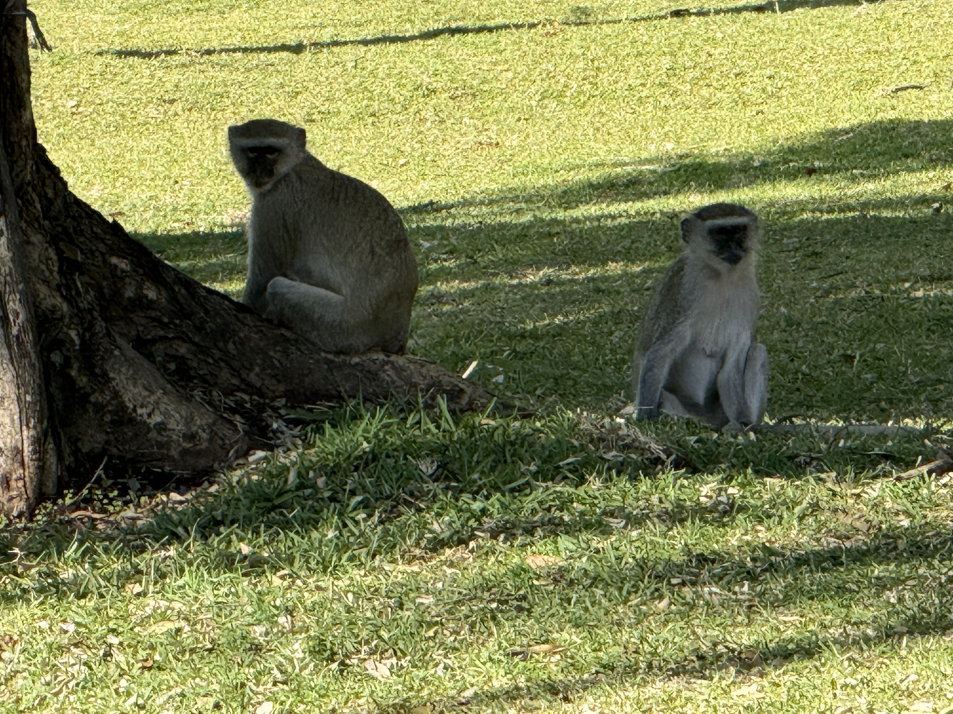 Closer. They travel in a pack and forage as one, which is the whole banded-mongoose survival strategy: safety in a moving crowd.
