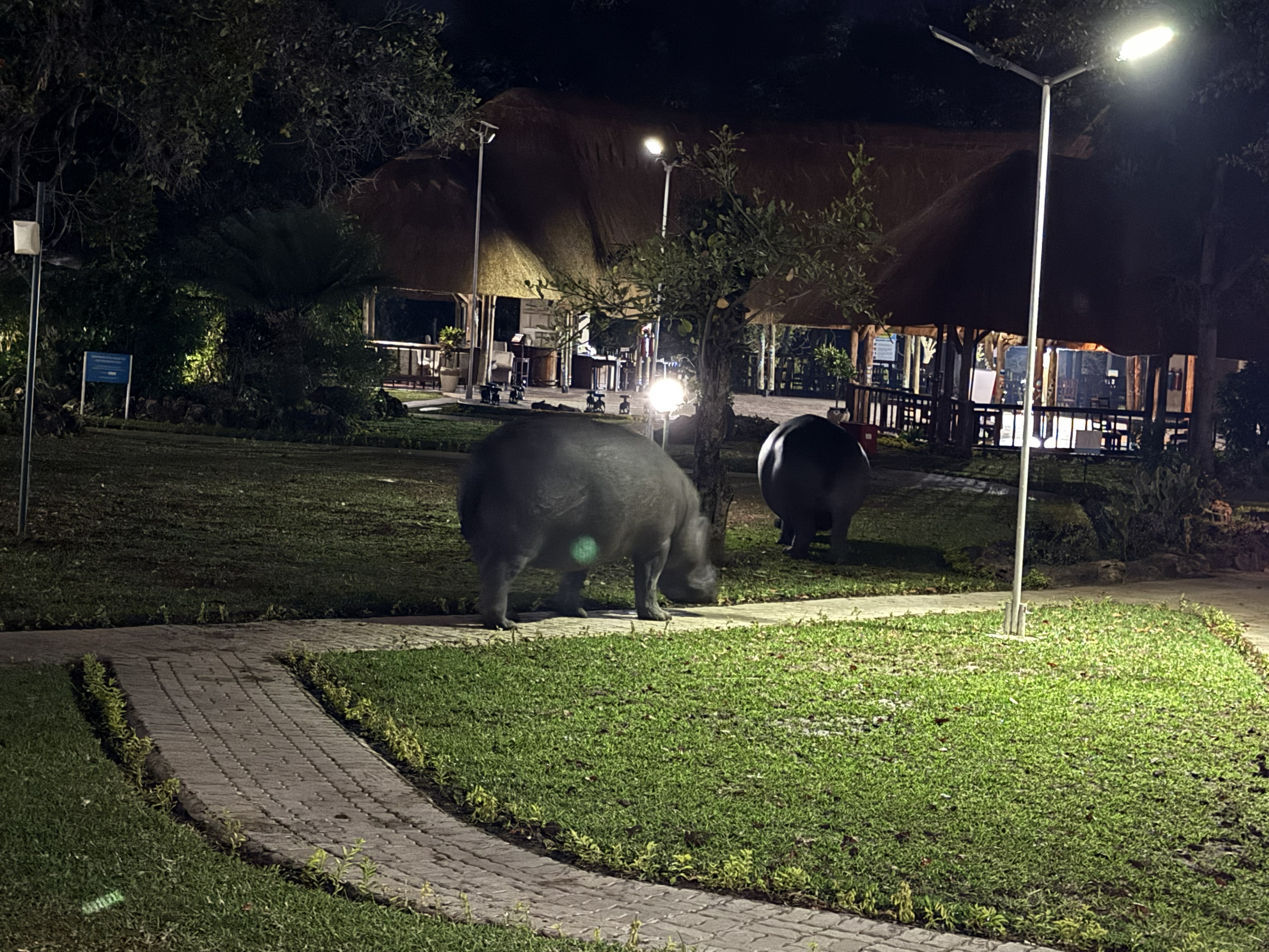 Three in the morning, on the lawn — outside my door by then. Half the lodge was at their windows; I was curious enough to be out on the grass taking this unobstructed image.
