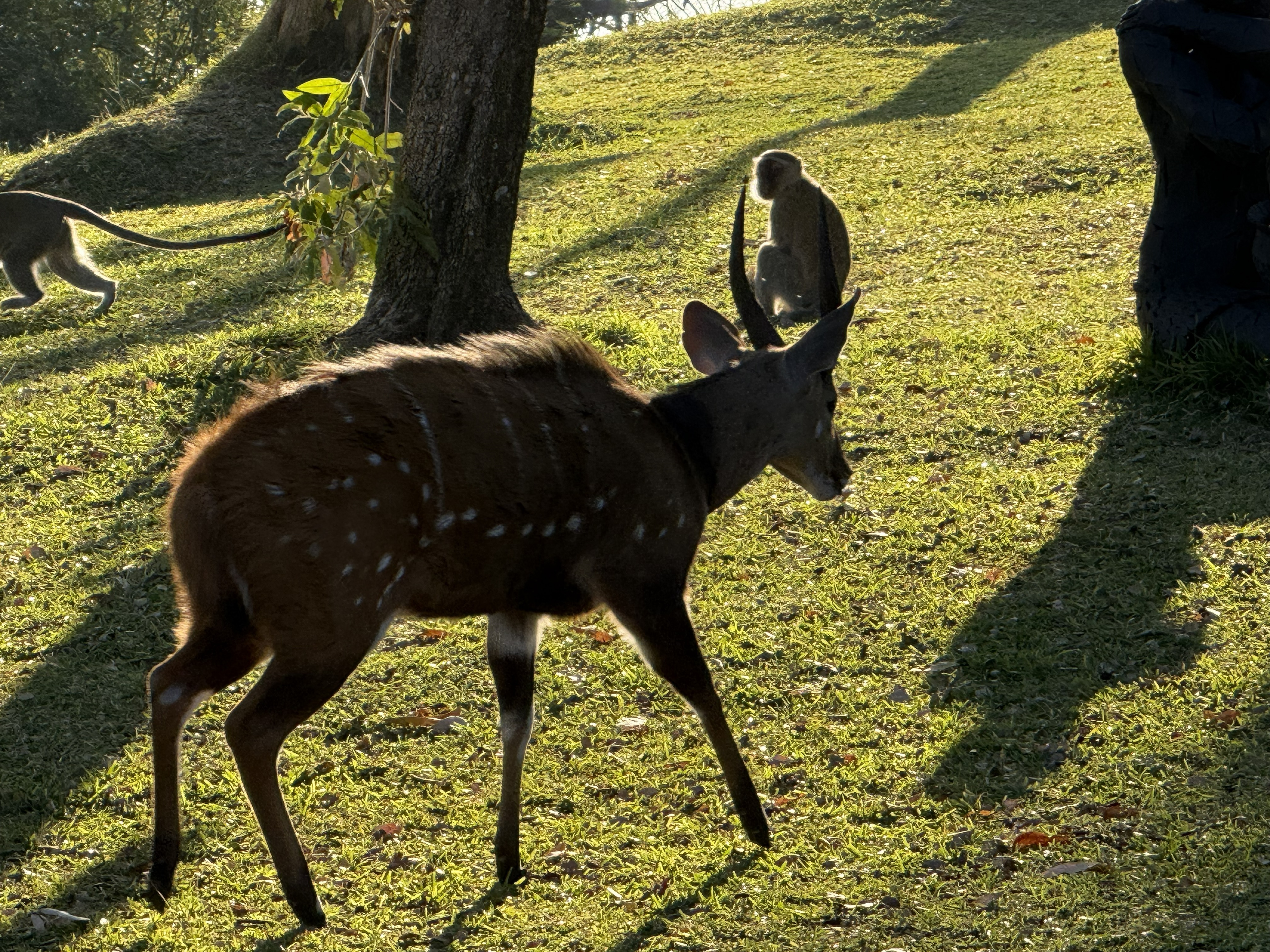 The lodge grounds that morning: a young kudu grazing, a vervet monkey loitering behind it. The wildlife here does not wait for the game drive; it simply lives on the lawn.