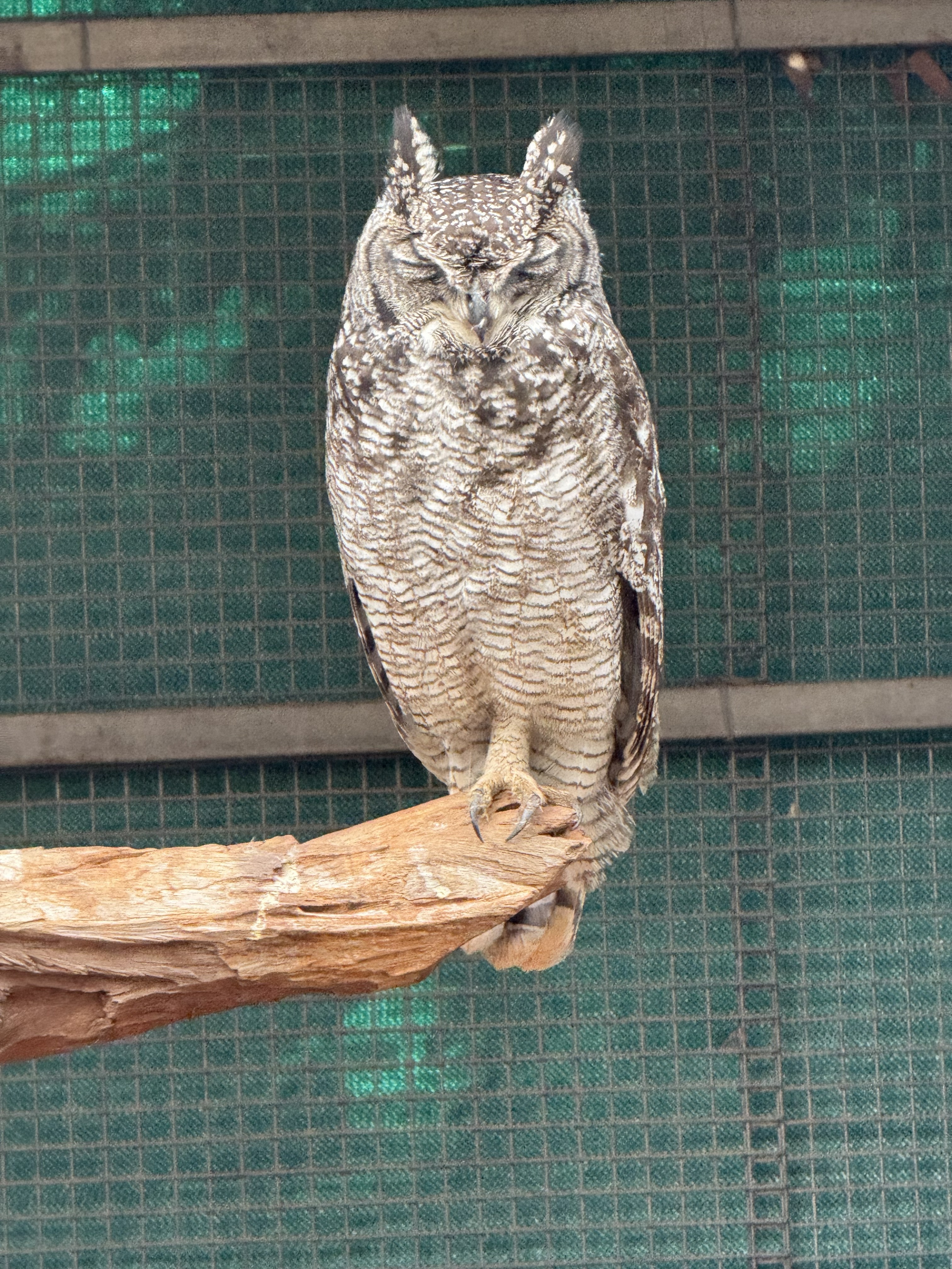 A spotted eagle-owl. Those tufts are not ears — the ears are hidden, and asymmetrical, so it can triangulate a mouse in total dark.