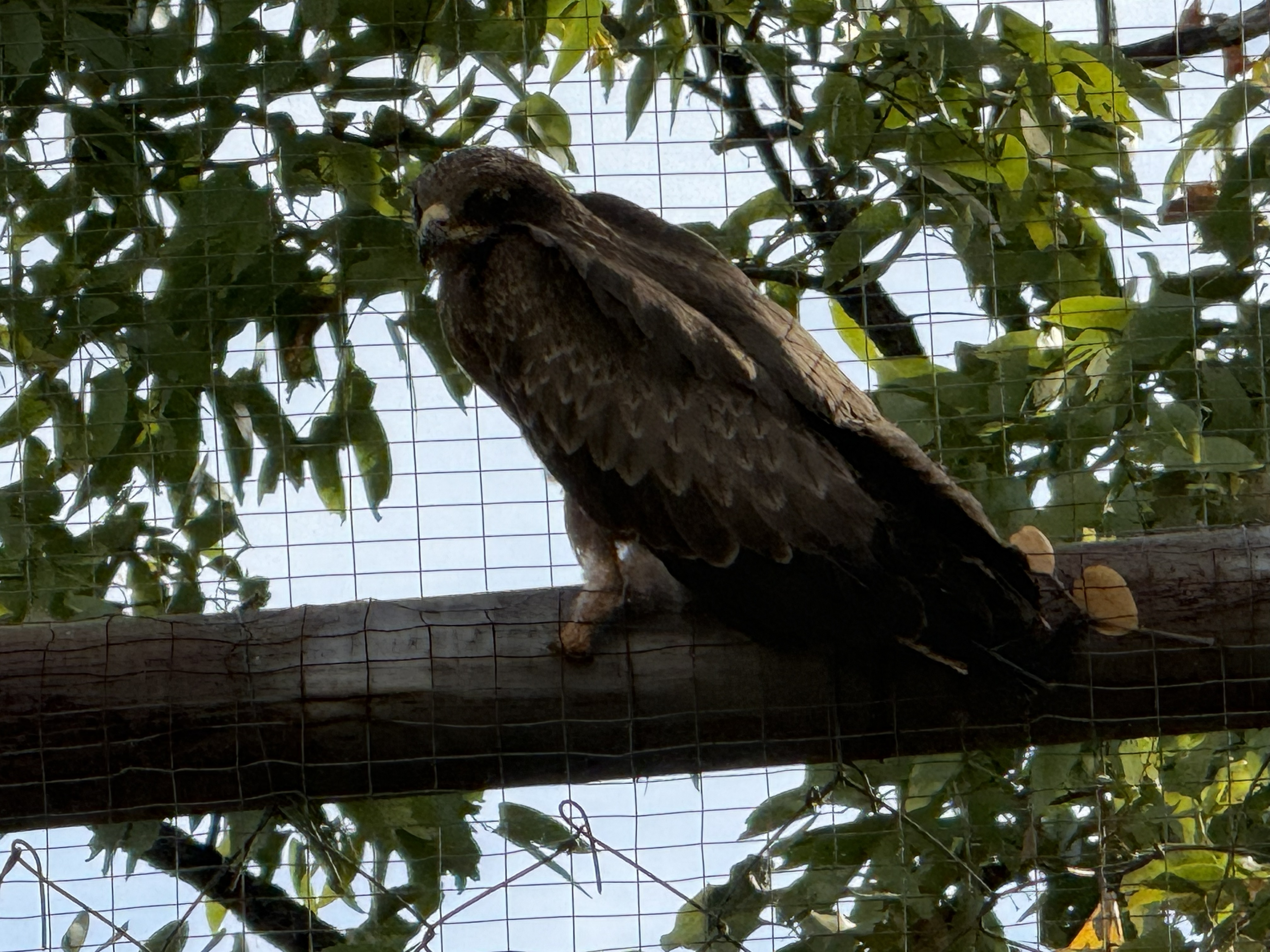 A snake eagle. It eats exactly what the name says, and the bare, heavily scaled legs are armor: a snake that strikes back gets scales, not skin.