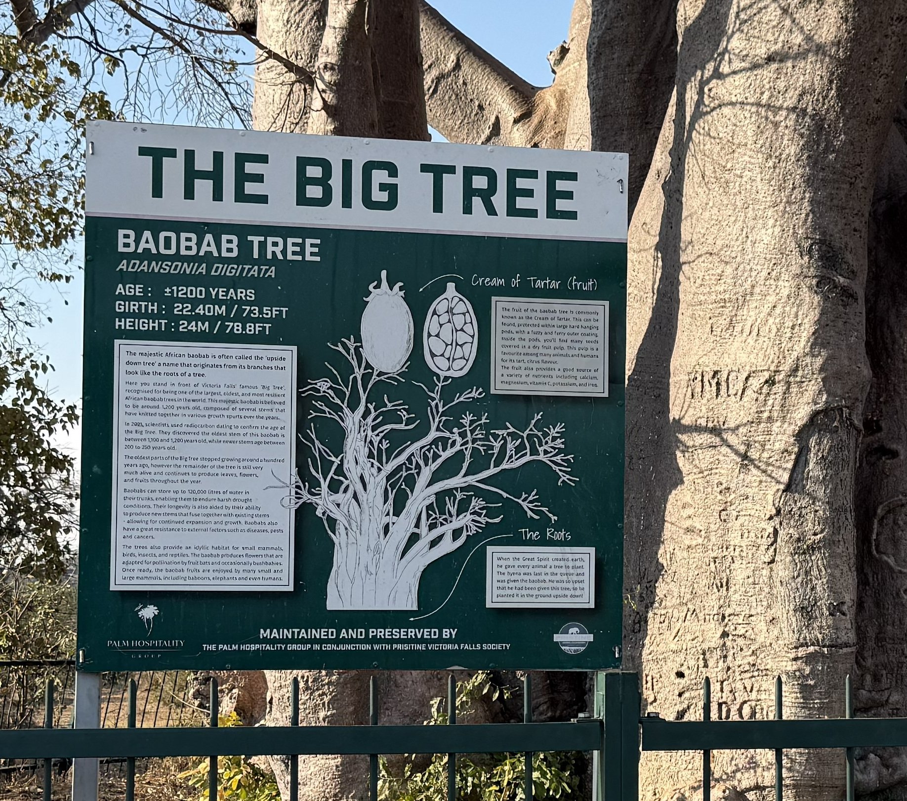 The sign at the Big Tree, with the baobab's vital statistics: age, height, girth. All of them absurd.