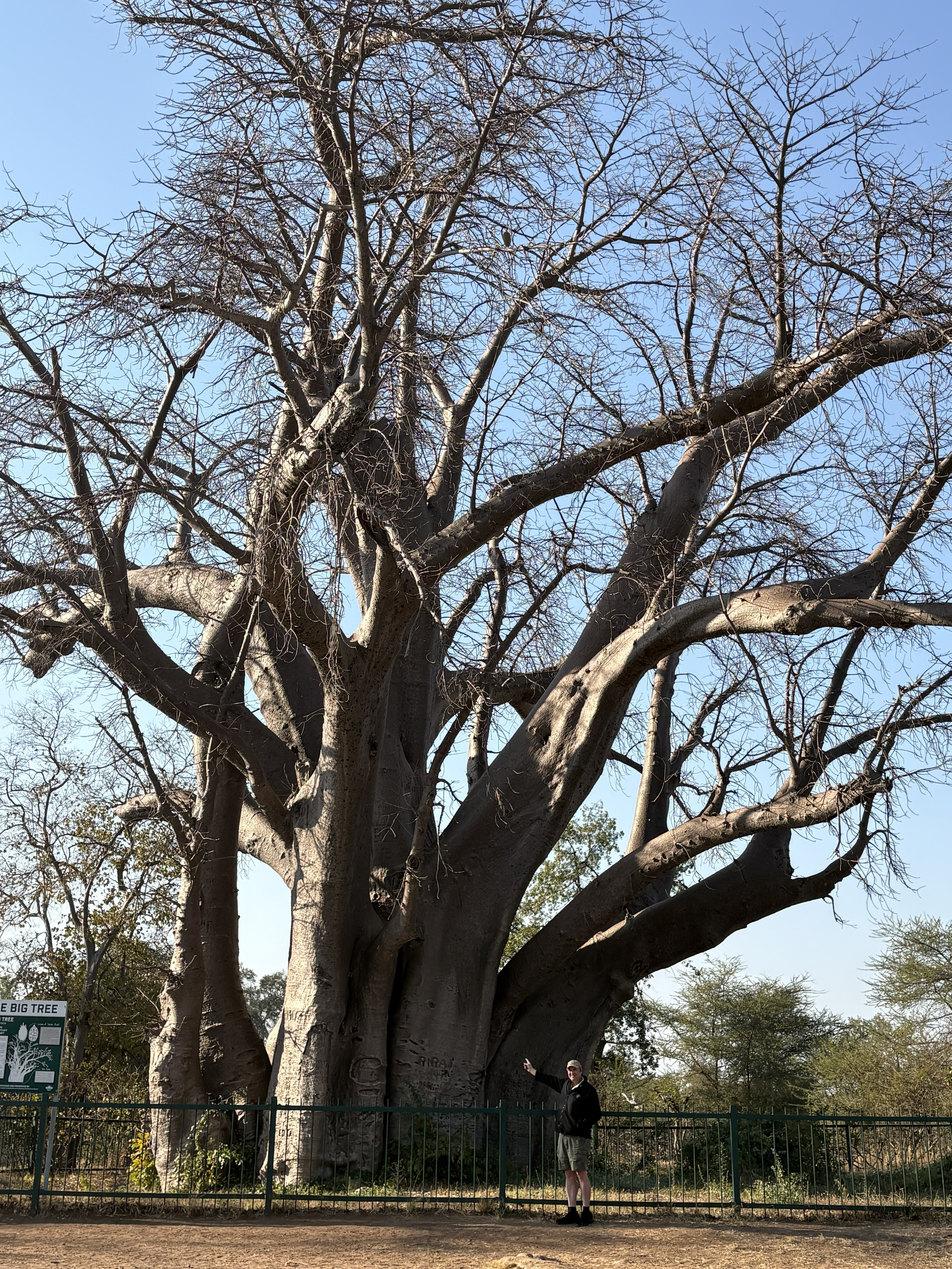And the tree itself. The fence is not to protect you from the tree; it is to protect the tree from us.