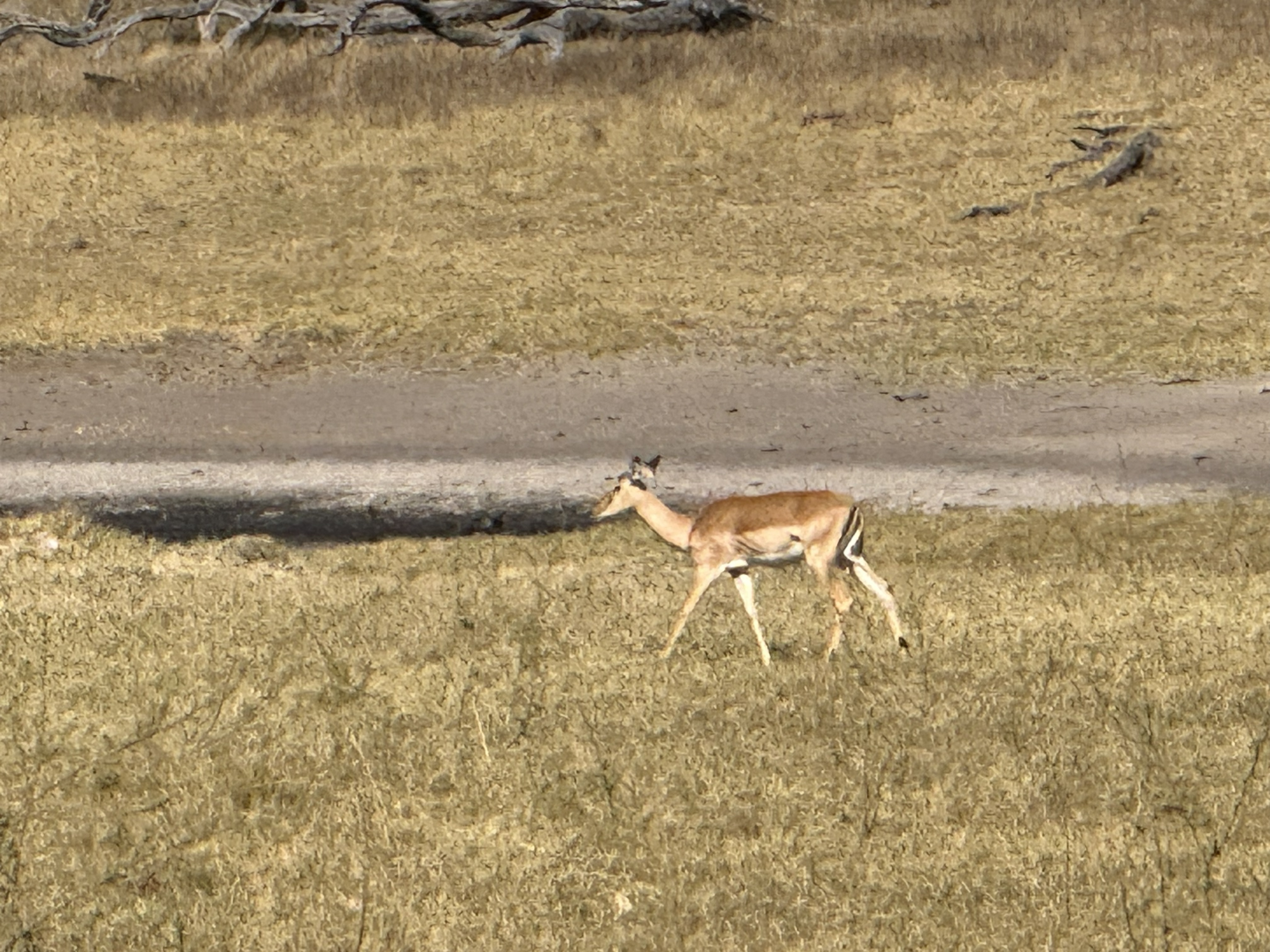 Impala, just outside the park. The first animal you see and the last one you photograph, because there is always another one.
