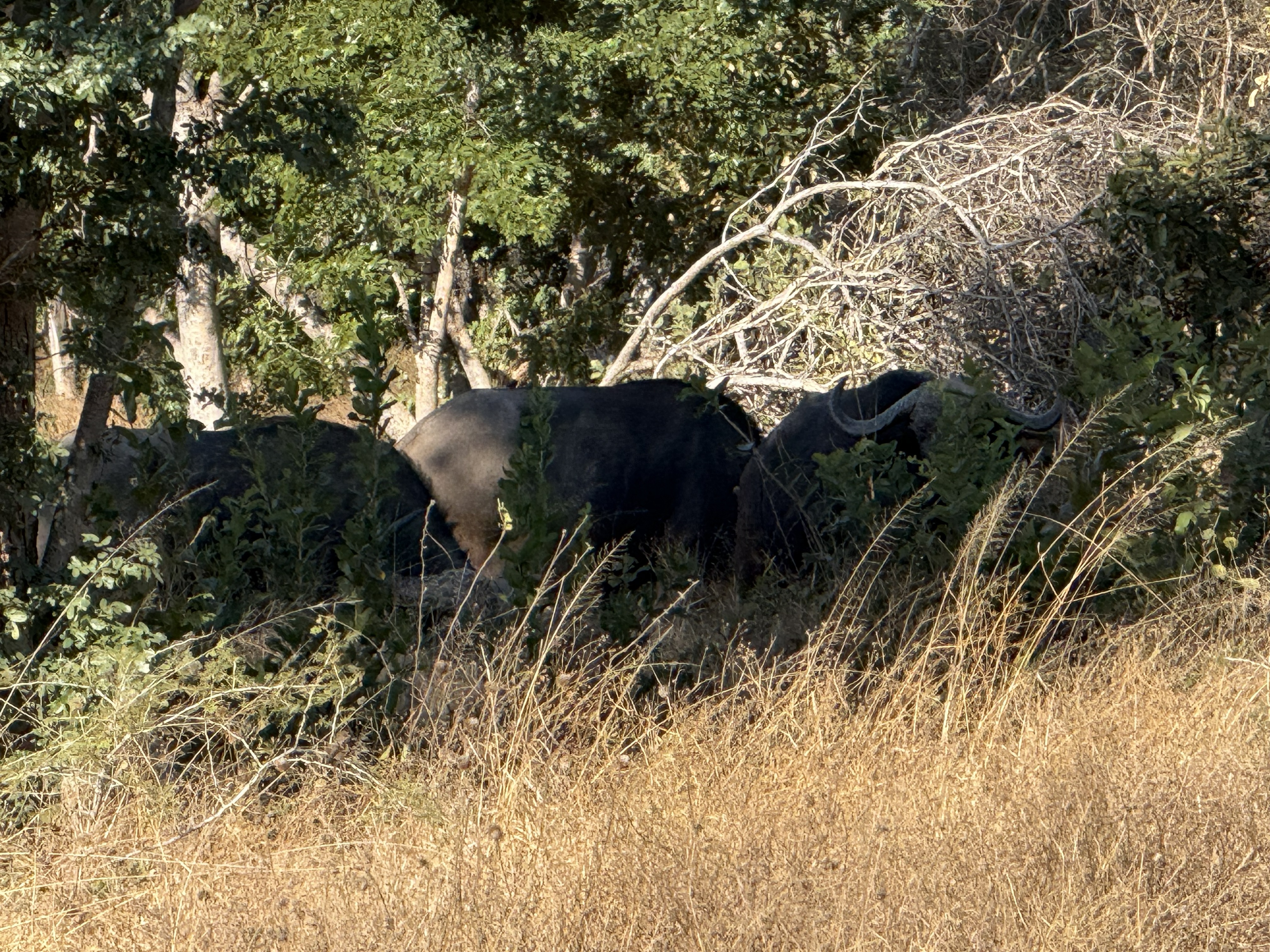 Cape buffalo. Not a cow. Ask anyone who works here which animal they fear, and watch how fast they answer.