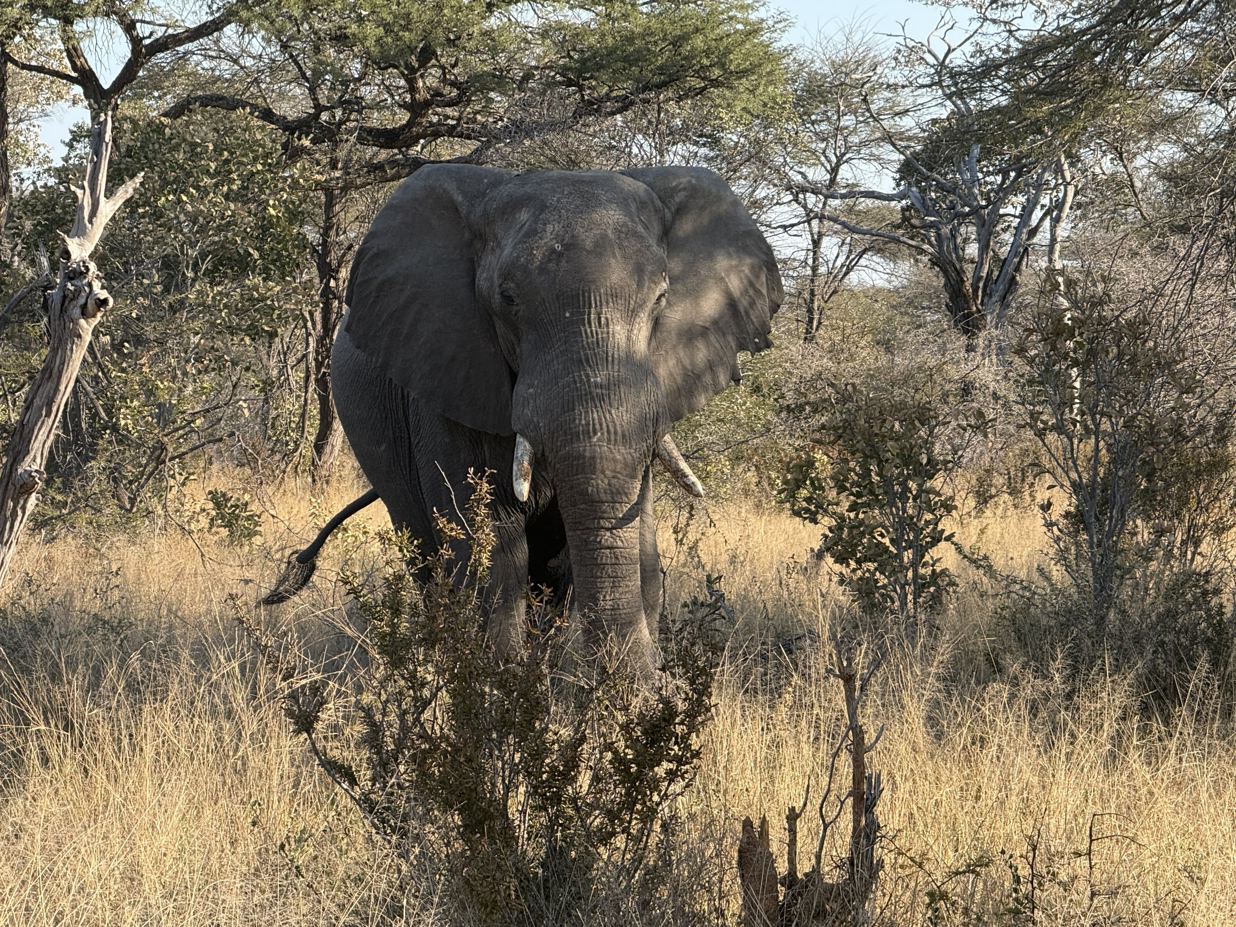 An elephant, in the flesh, for the benefit of everyone who had listed it as a hoped-for sighting.