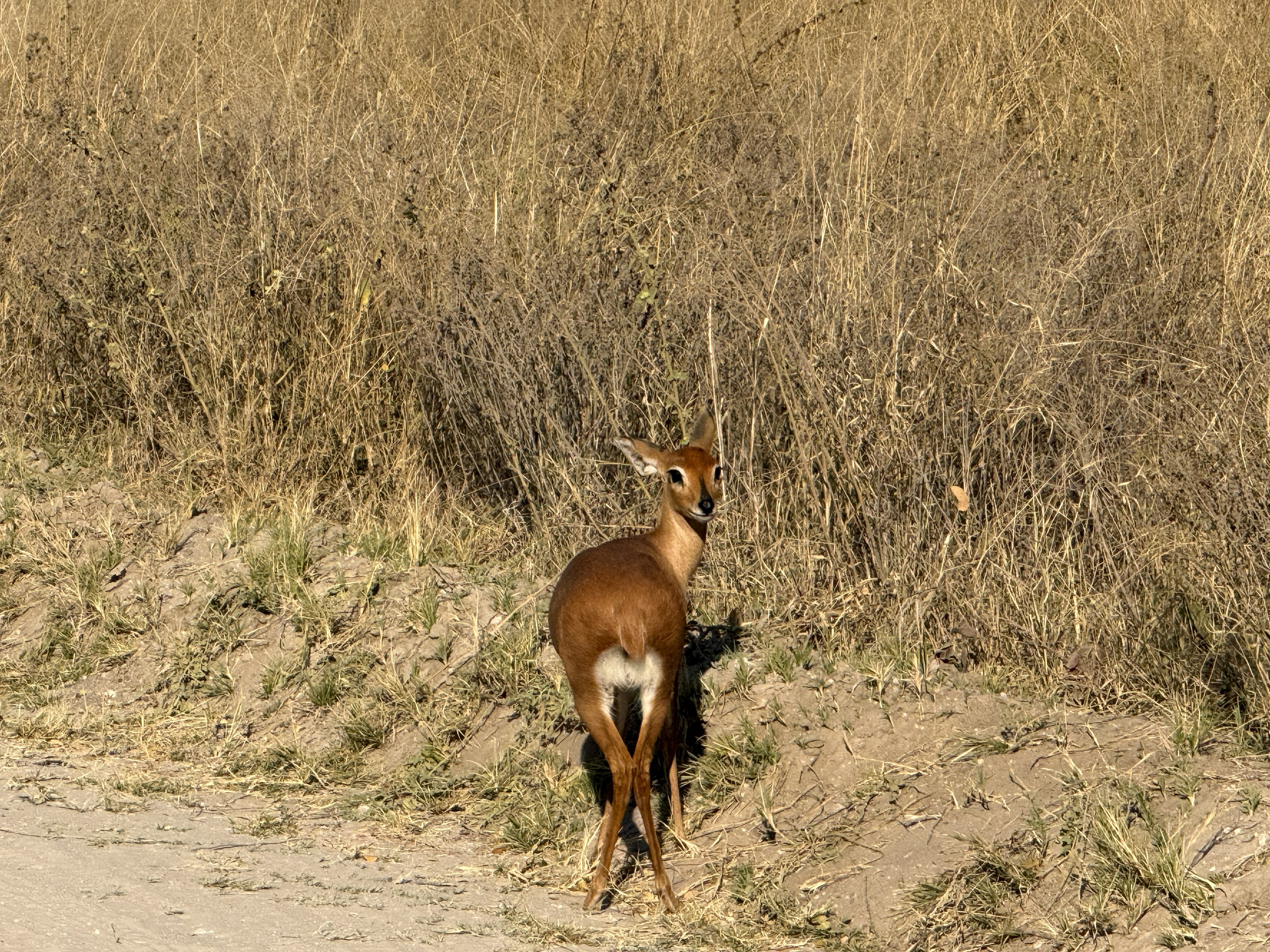 A steenbok — one of the smallest antelope in Africa, fully grown at about knee height, and always, always alone. Where impala move in crowds, the steenbok keeps its own company.