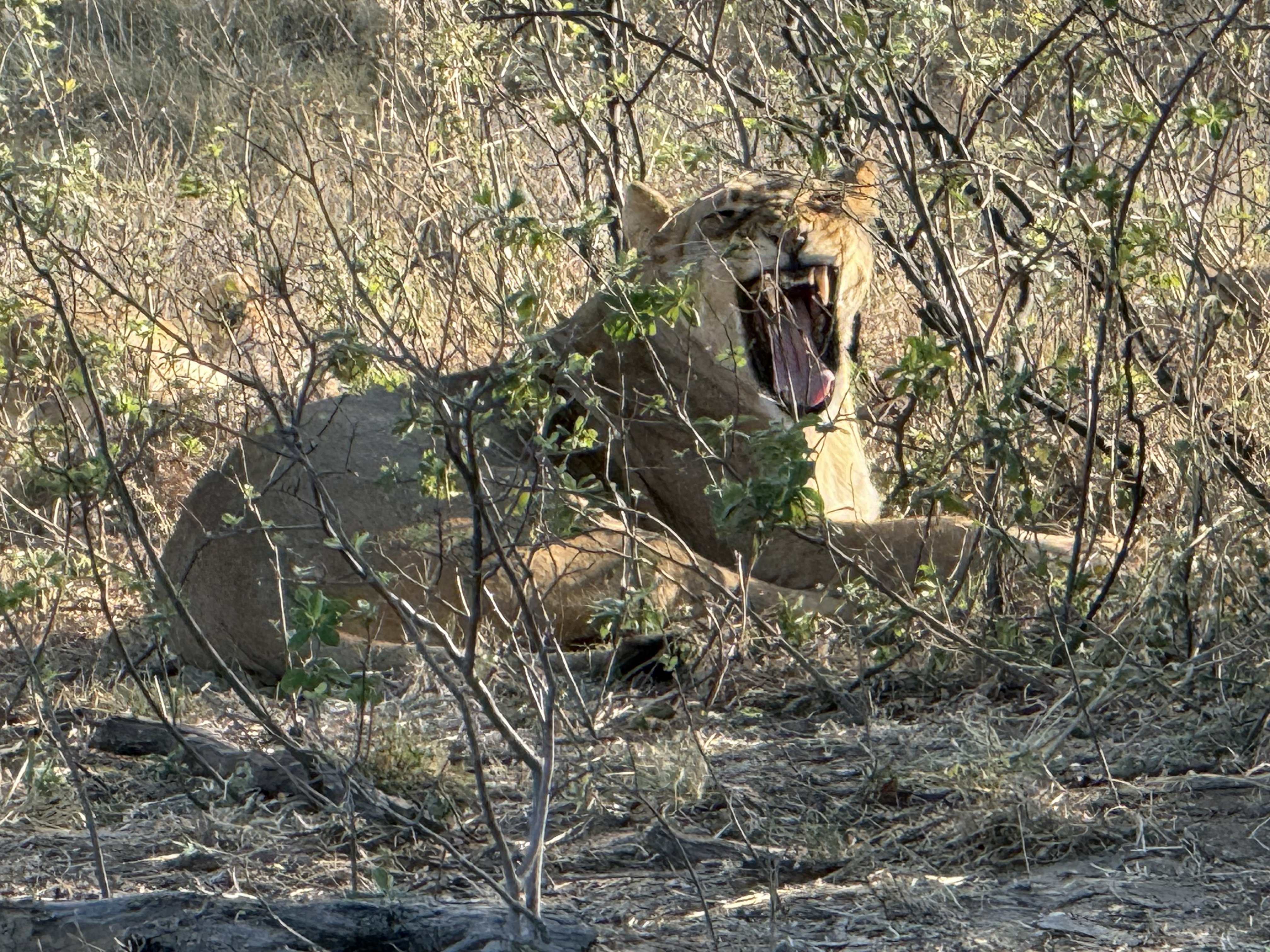 First, the yawning. A lion's yawn is not tiredness; it is the whole cave of the mouth, every tooth — a display that says everything about what this animal is.