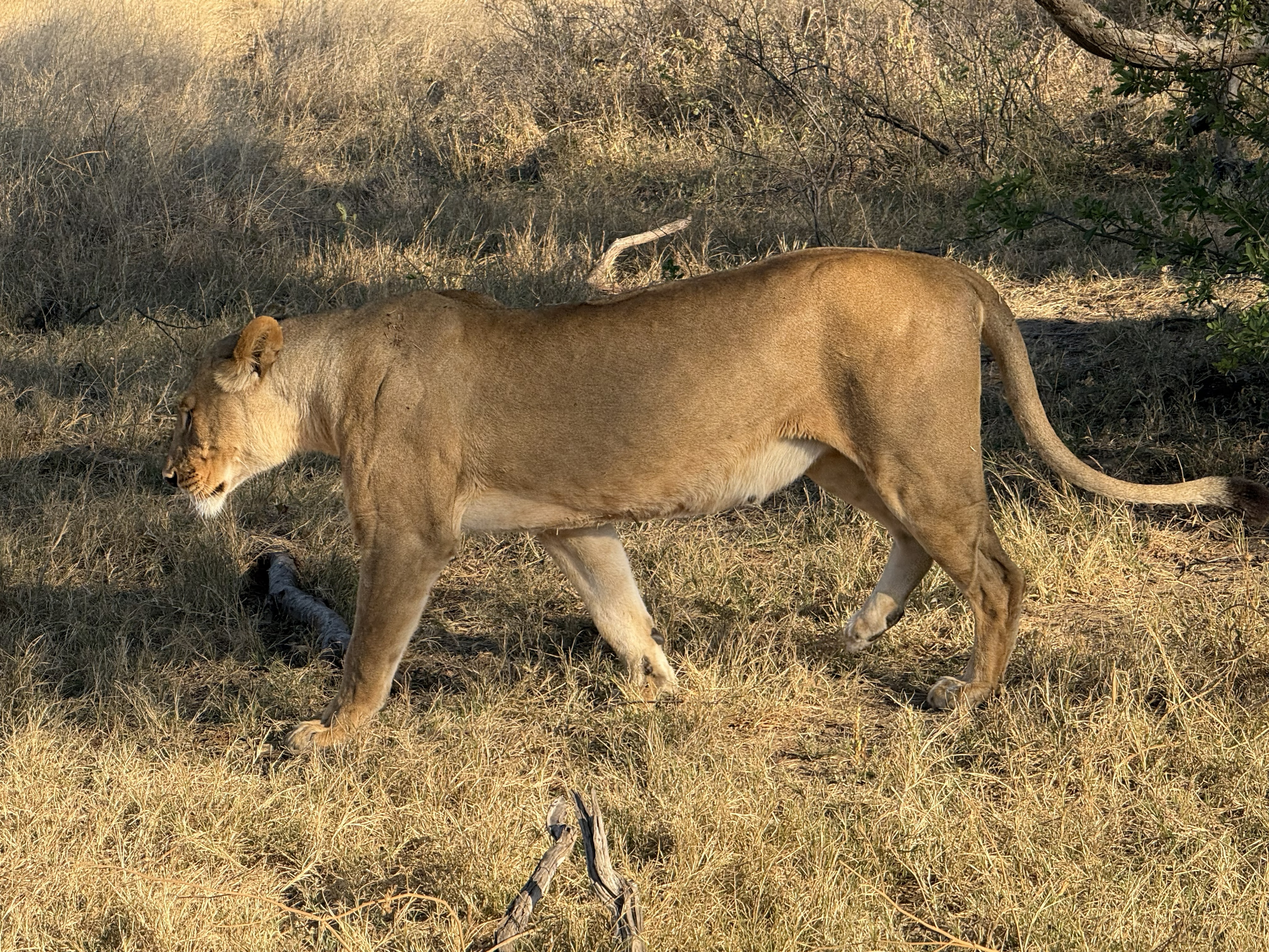 A lioness on the move, low and easy through the grass.