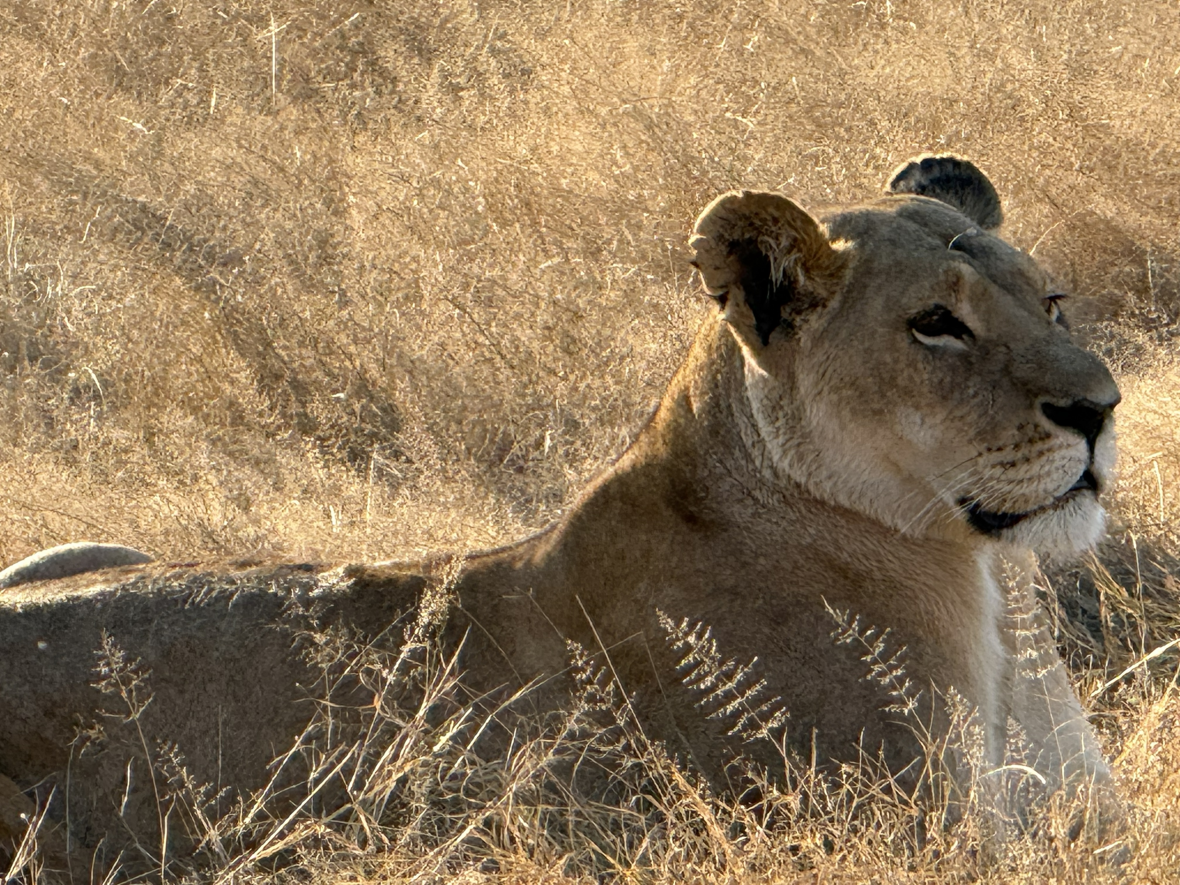 Then the male moved on, and the female stayed. She watched him go, did not follow, and then looked at us instead — the flat gold stare that every one of these animals has, and that