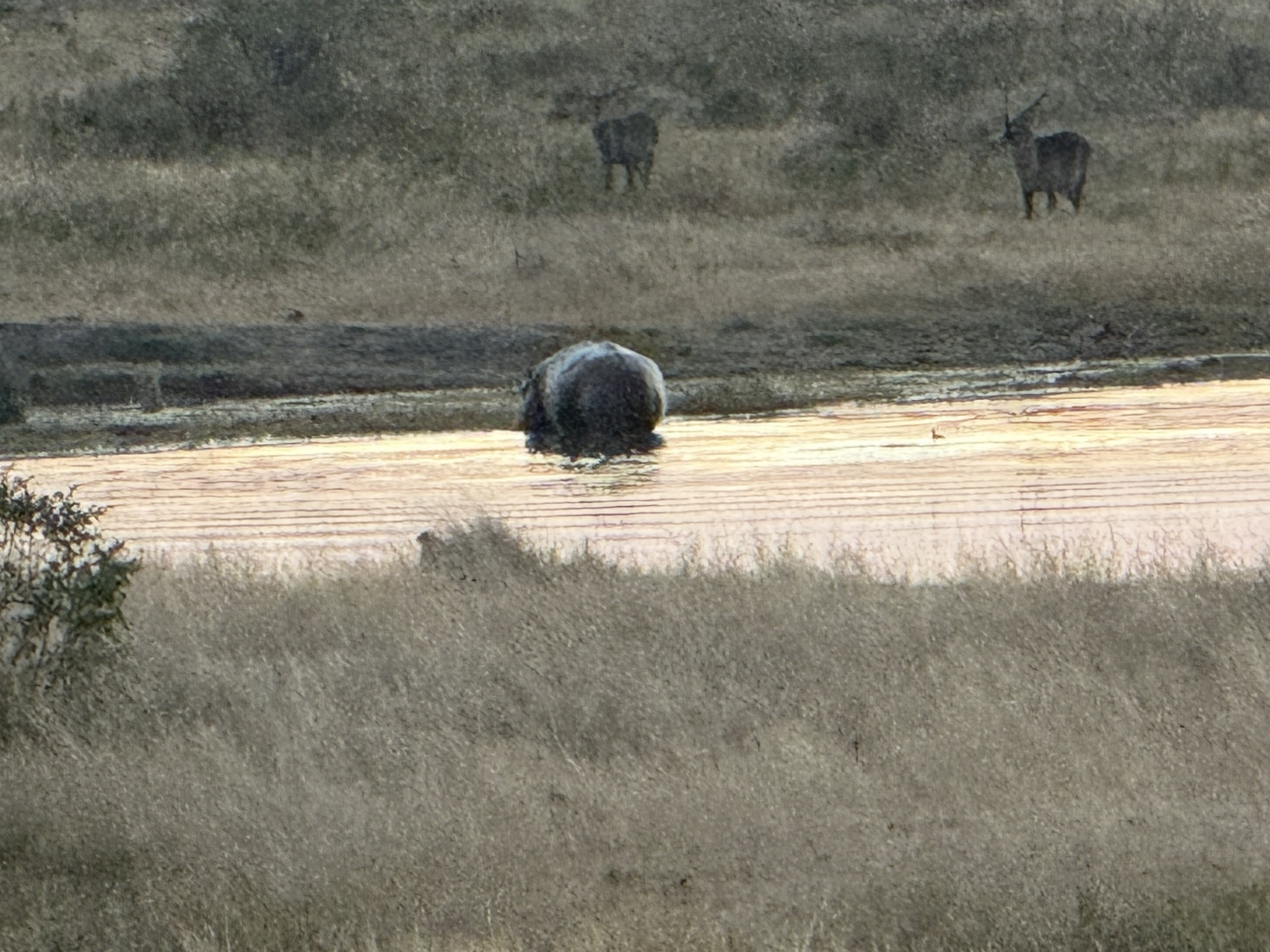 And the distant hippo — the dark bulk in the lit water at sundown, with a pair of waterbuck watching from the far bank. Not close, but the only hippo of the day, and after Victoria
