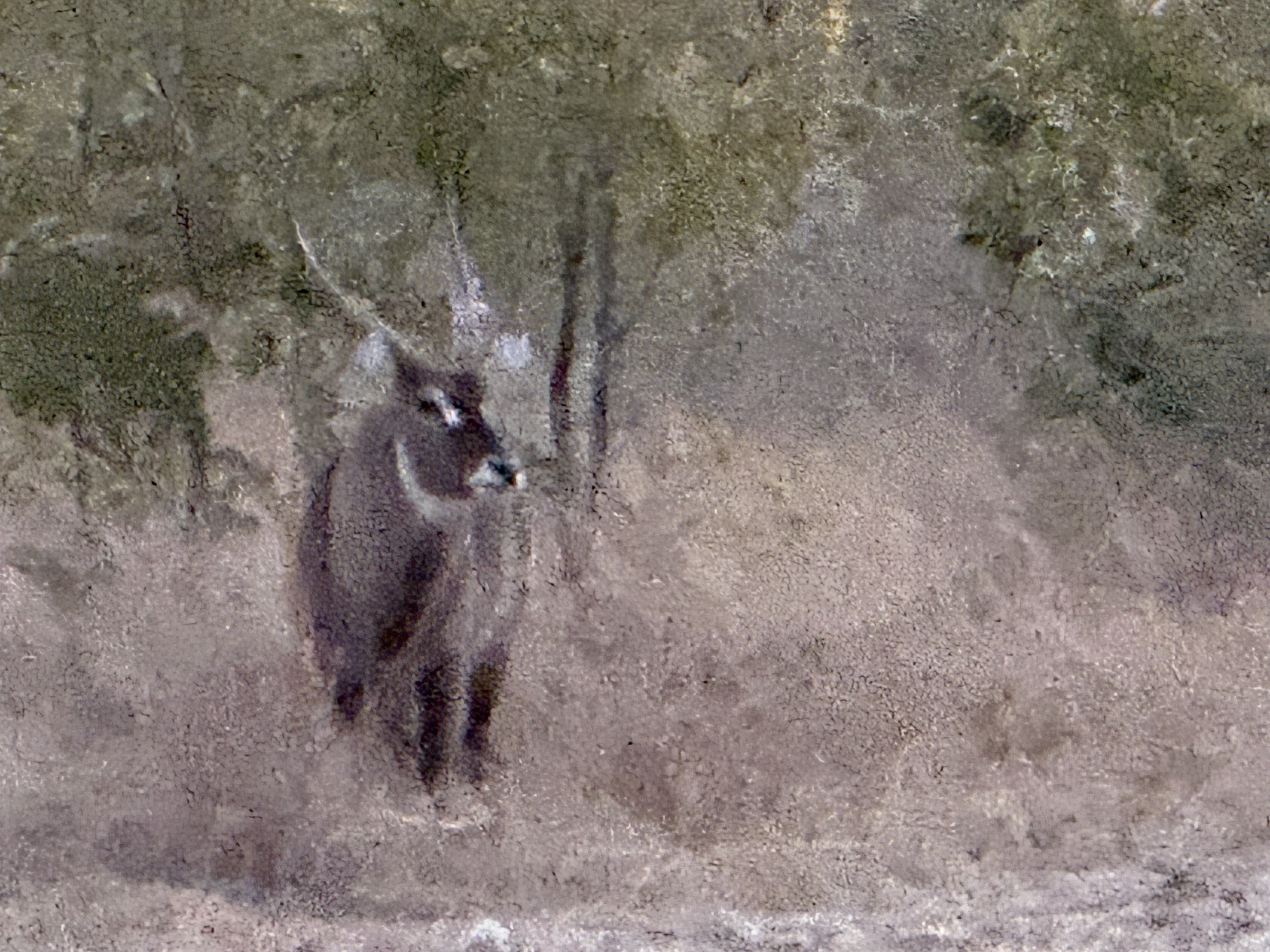 A waterbuck, head-on, in murky light. Shaggy, solid, and built like it means it.
