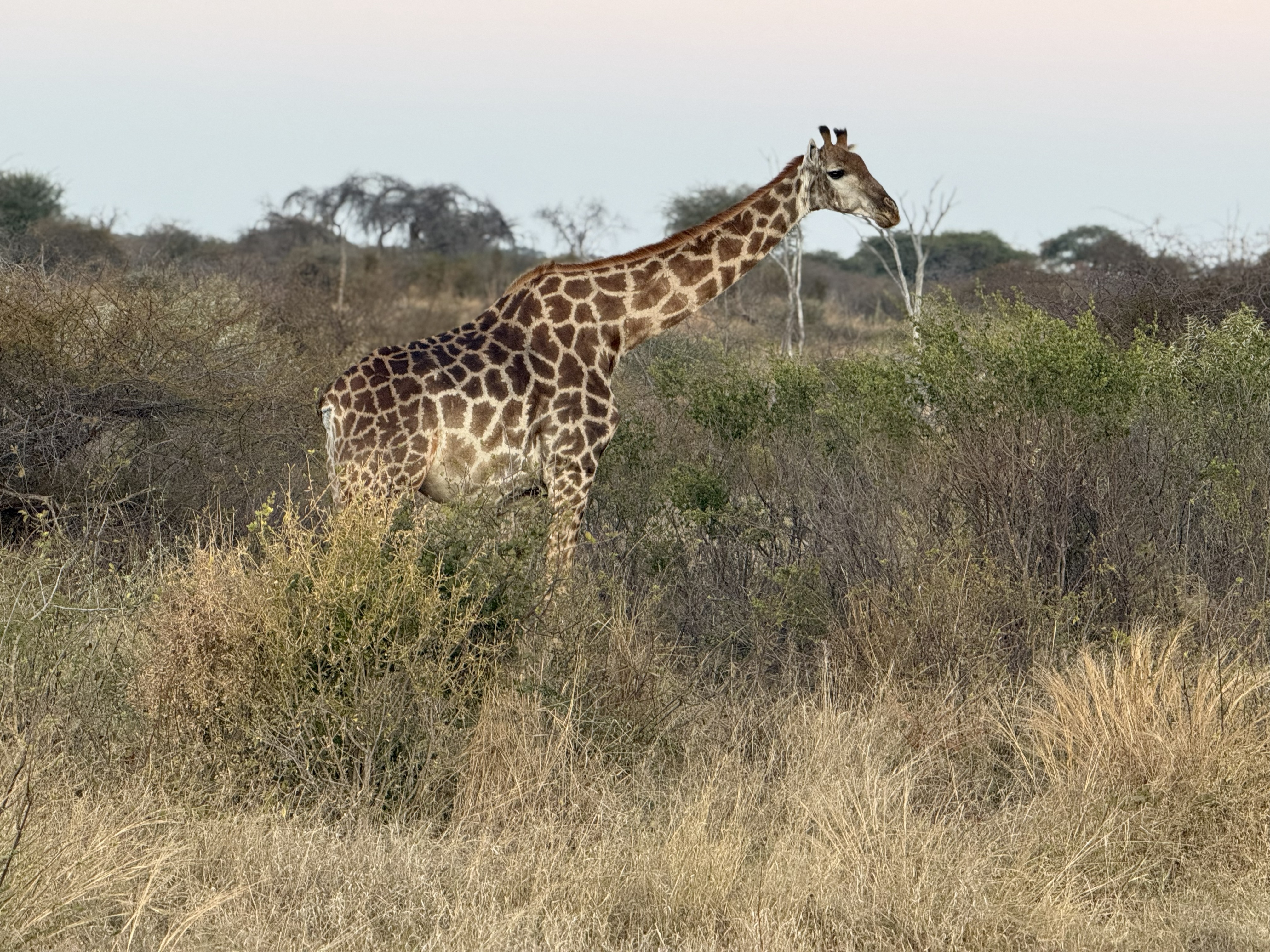 And a third, further down the road, browsing the thornbush on its own — doing the ungainly, magnificent thing giraffes do.