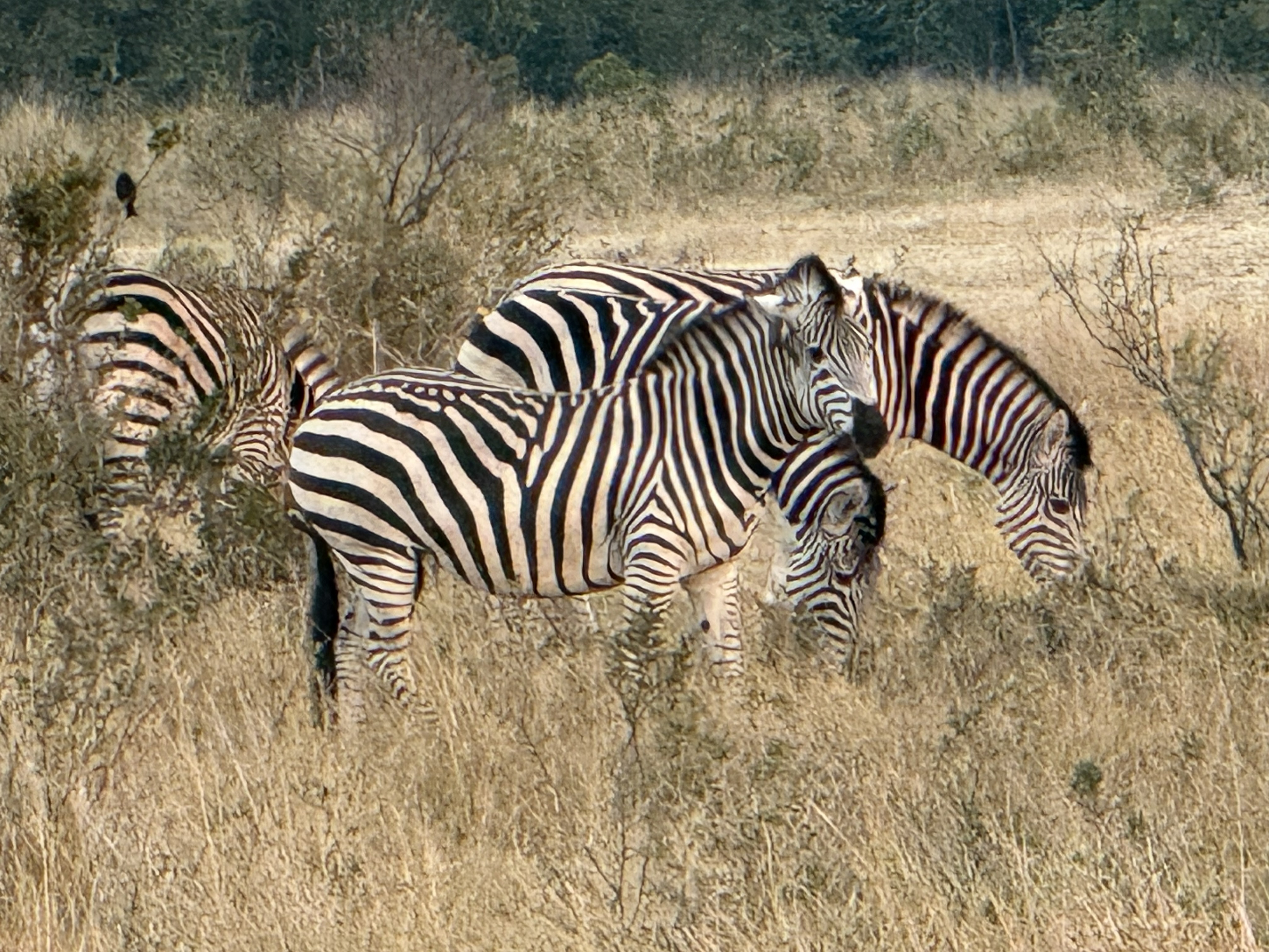 Zebra in the early gray, before the sun was properly up.