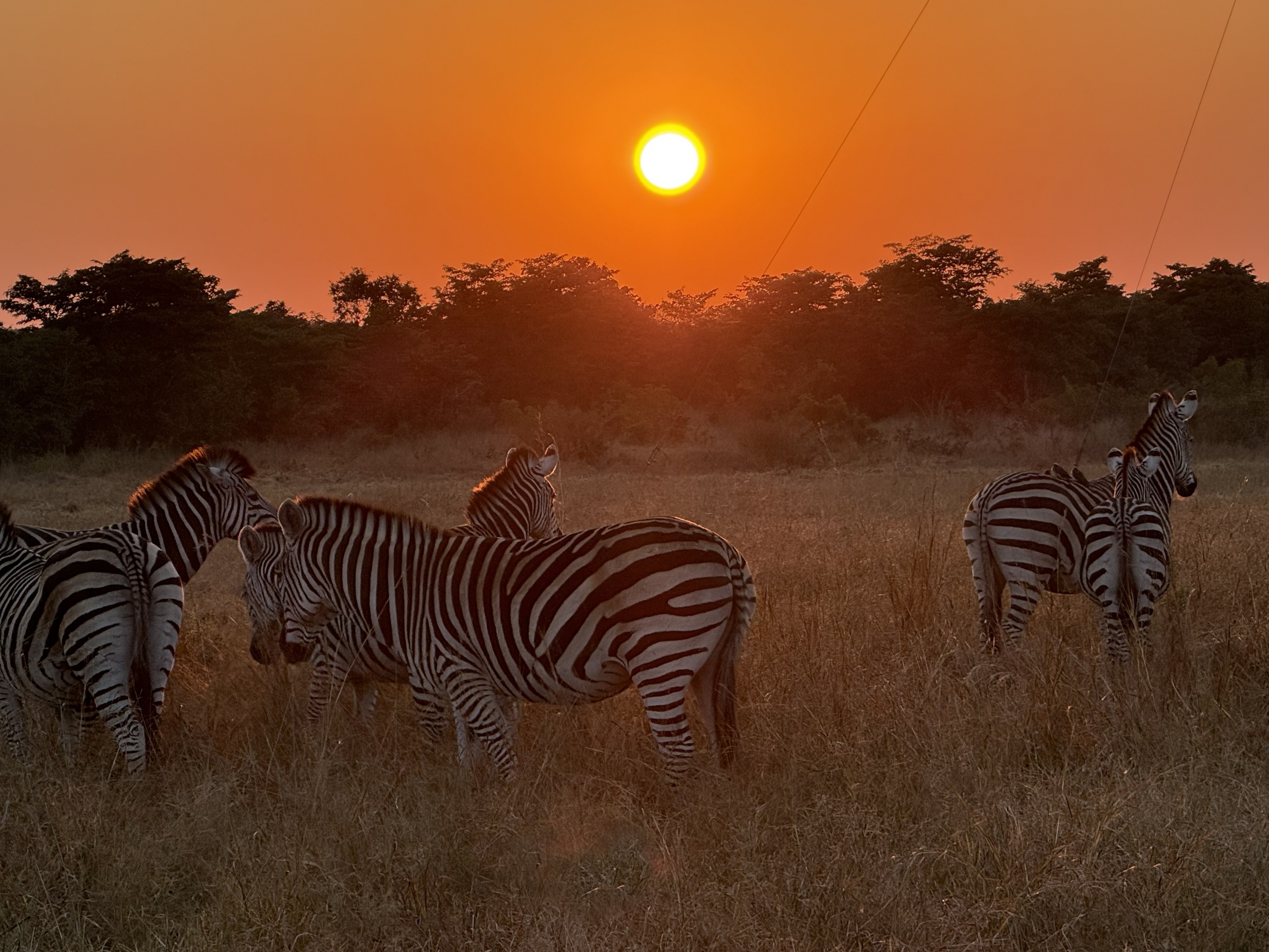 And then, from the other side, the same herd against the sunrise — which is where the guide had quietly positioned us.