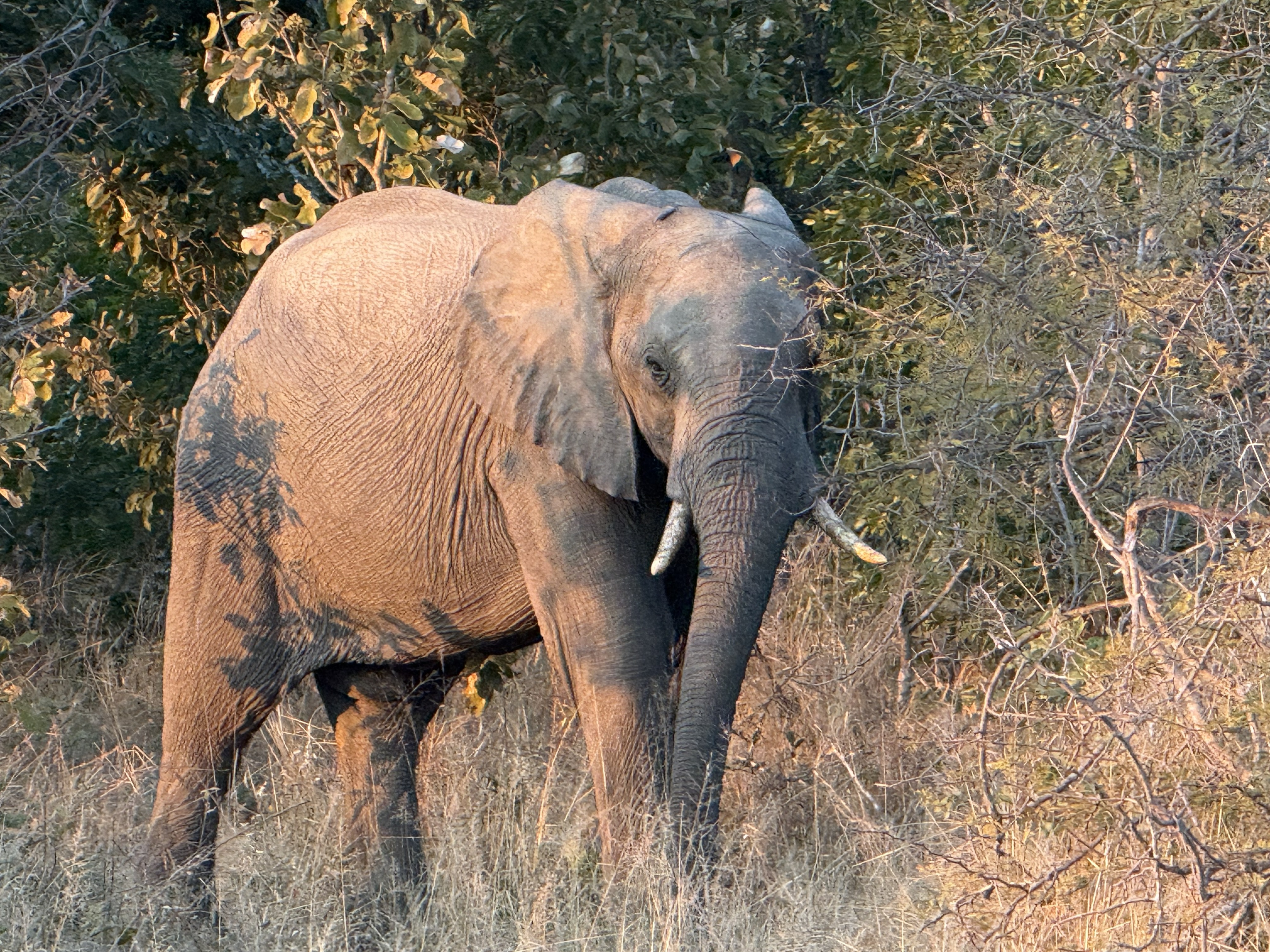 An elephant, close, in the low gold light.