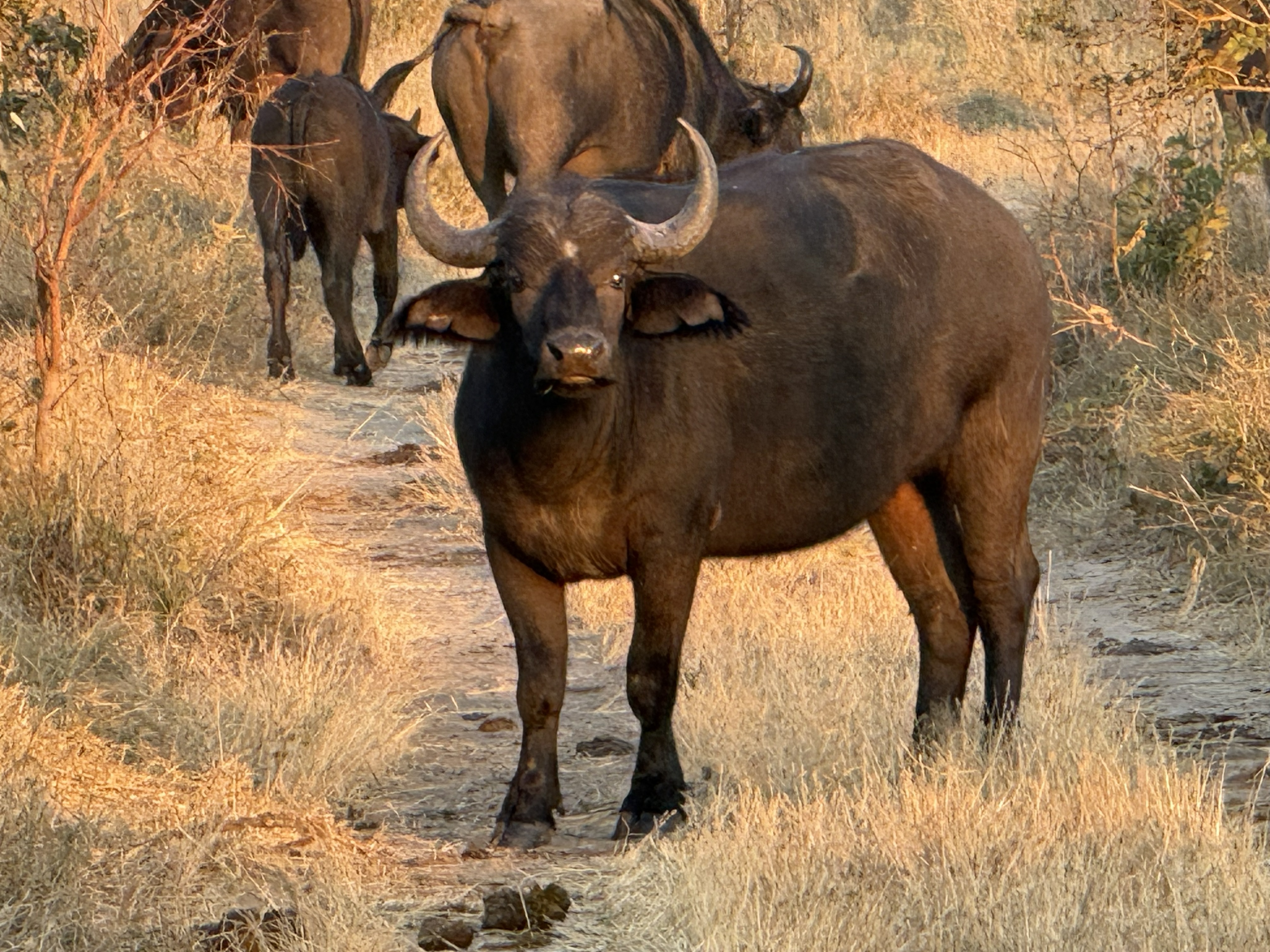 A Cape buffalo on the road — and then, behind it, the rest of the herd.