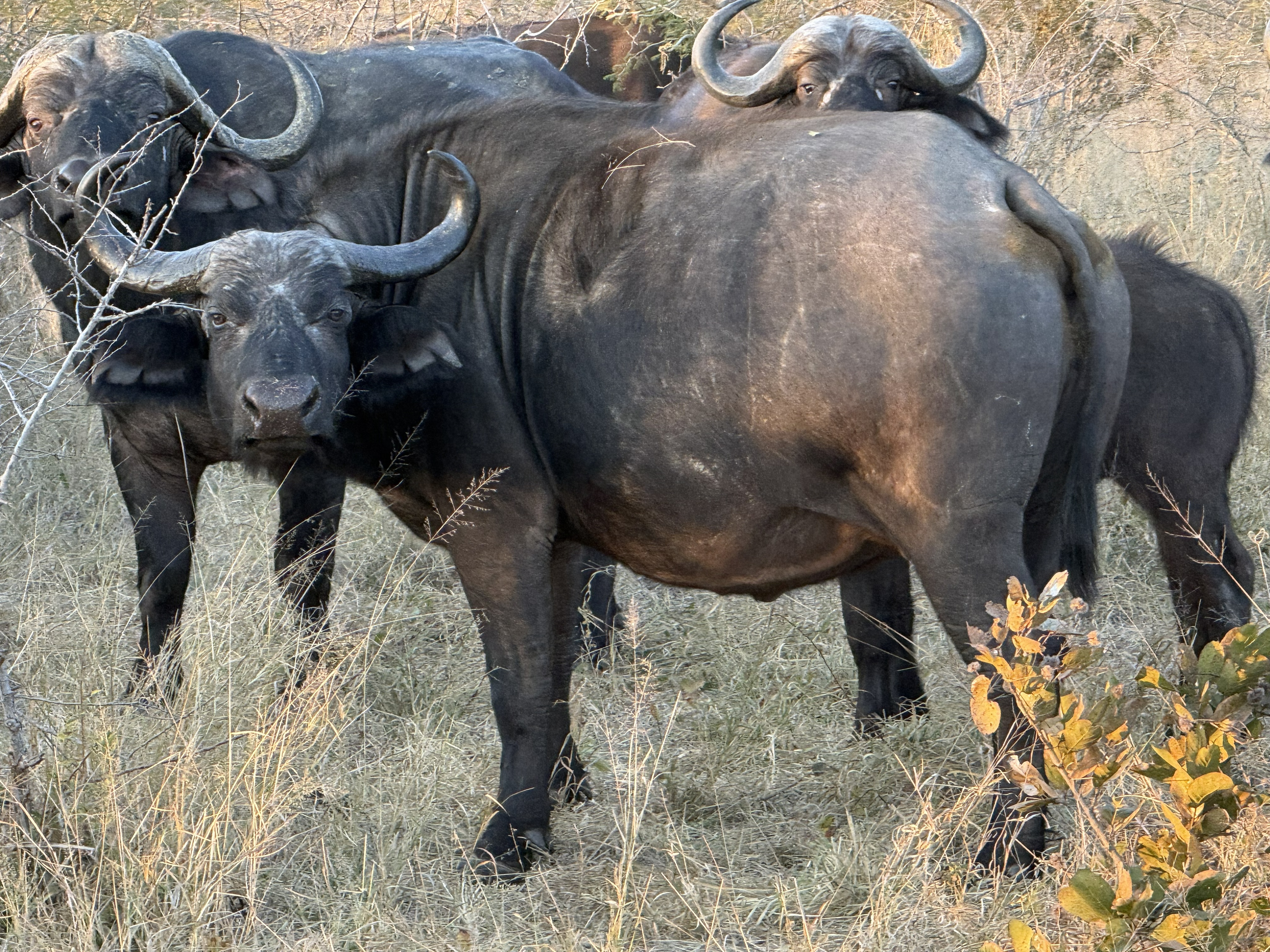The herd. There is a particular menace to a lot of buffalo at once that a single buffalo only hints at.