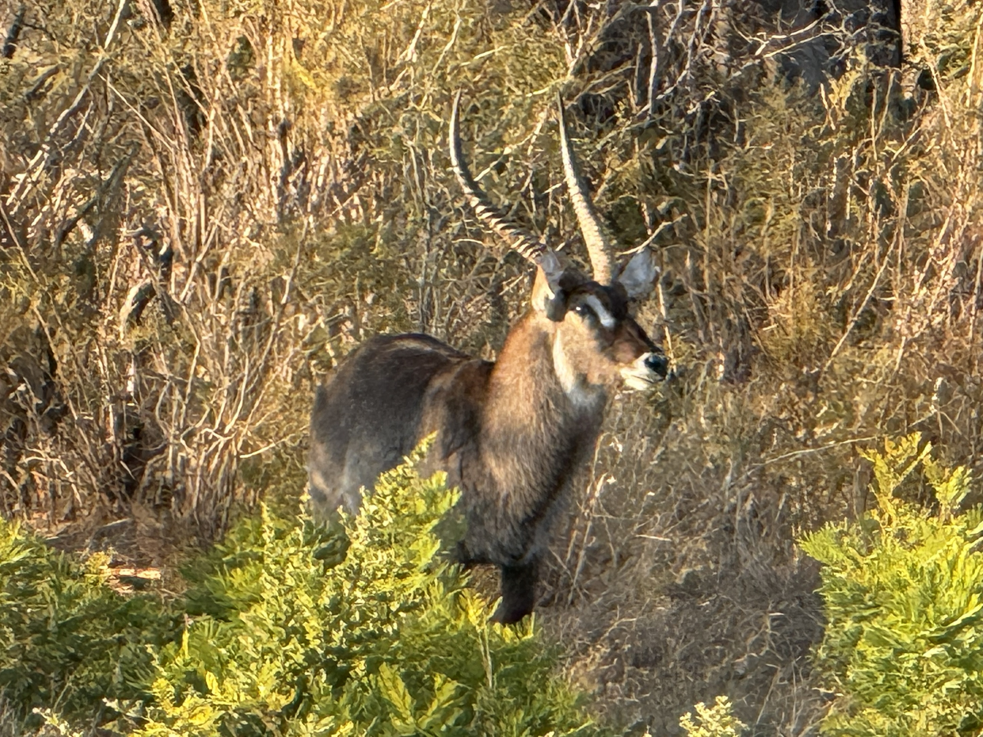 And a male, with the long ringed horns the females do not have.