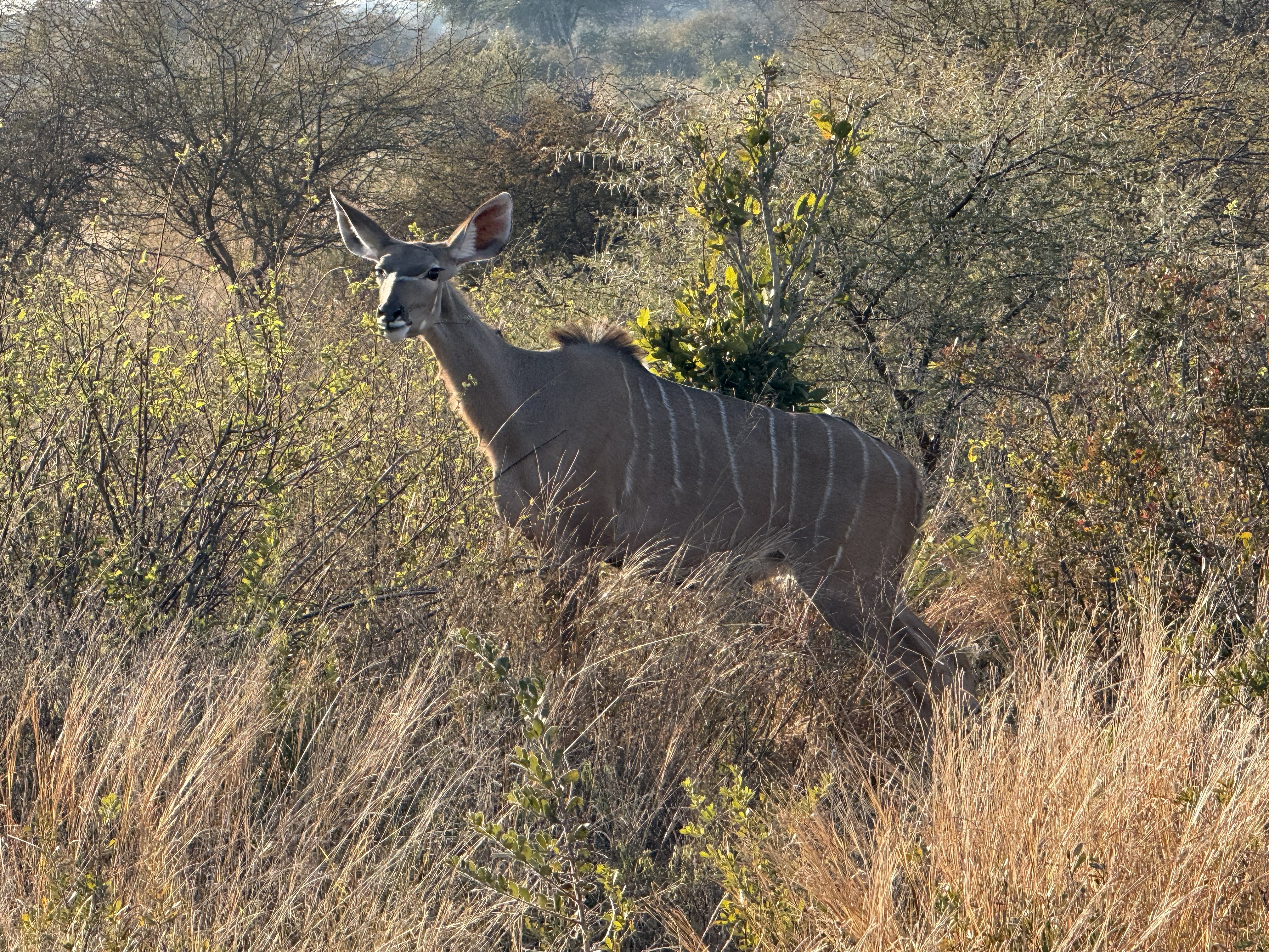 A kudu, ears up, watching us from the grass.