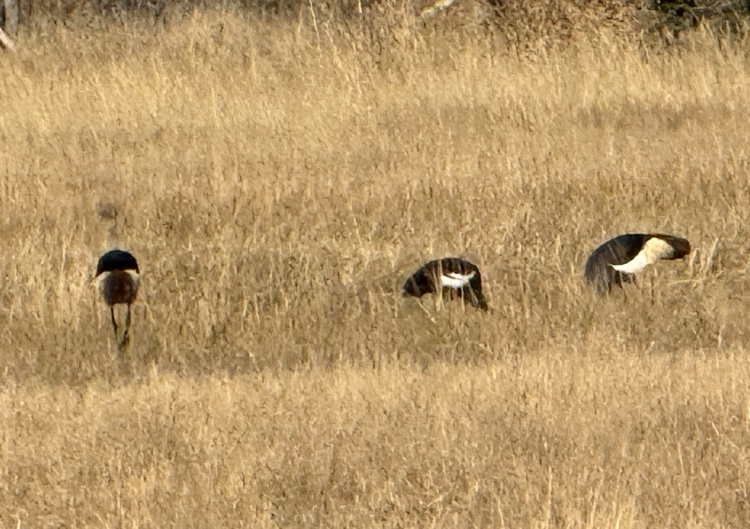 Ostriches, striding through the grass on the far side of the track.