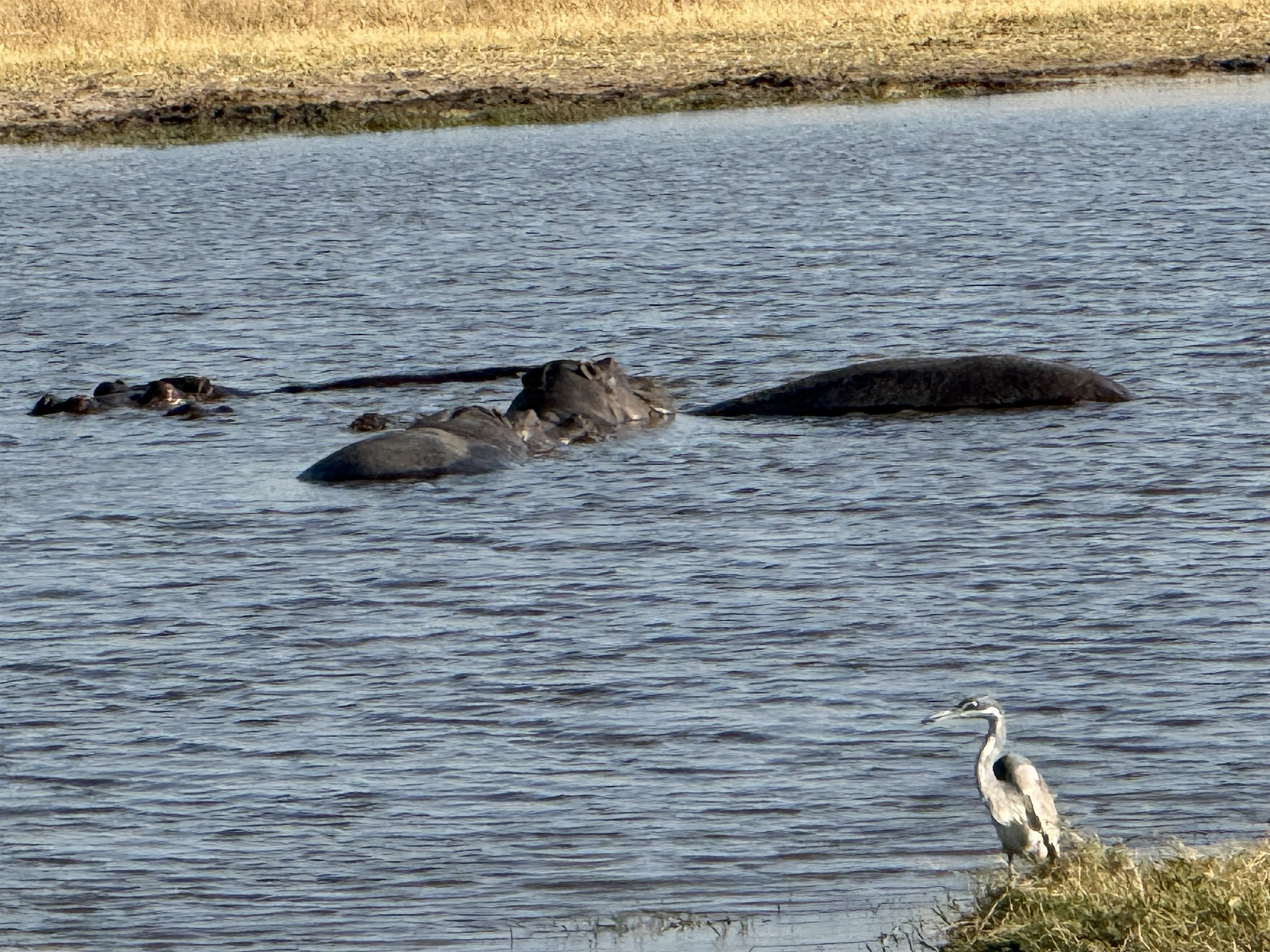 Hippos in the water, a dark raft of them, with a heron standing sentry at the edge.