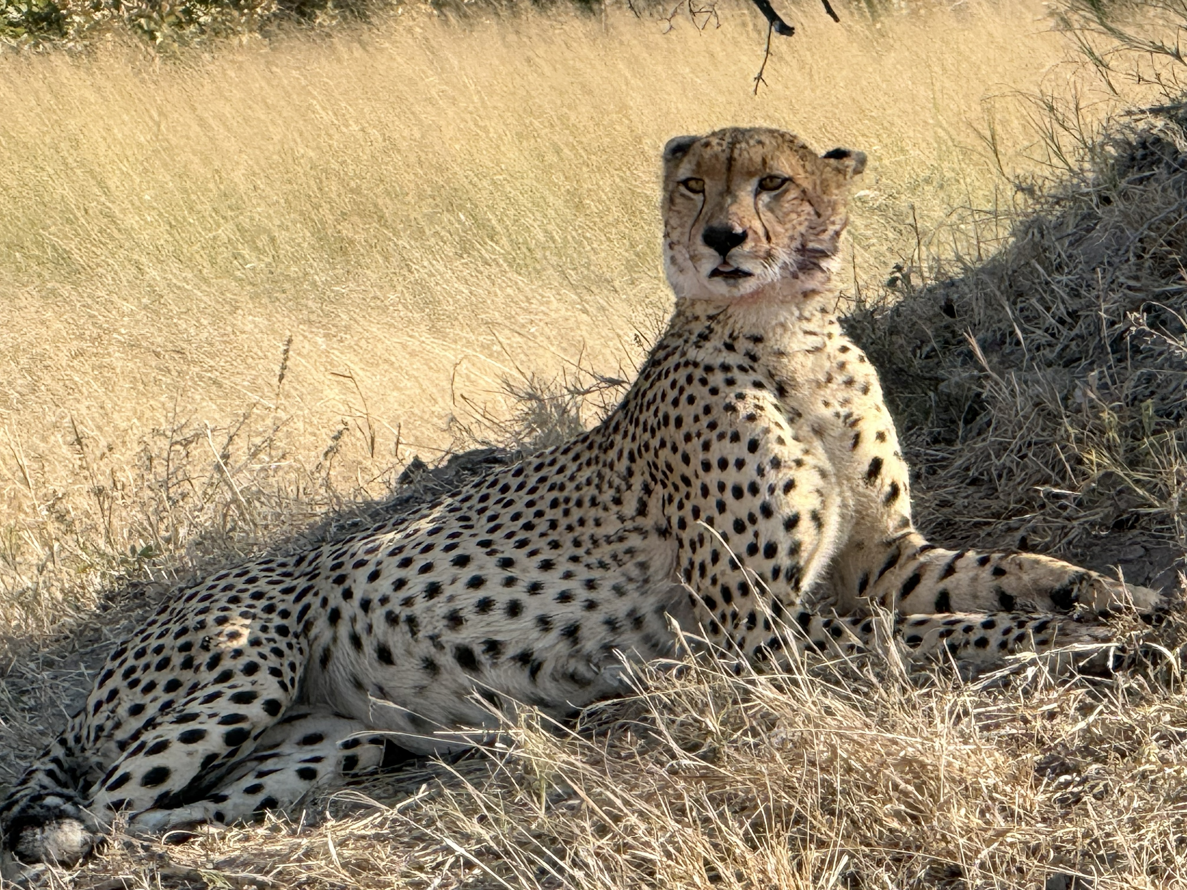 The face. The black “tear lines” down from the eyes are the field mark — and, some say, a glare-cut for hunting in bright sun.