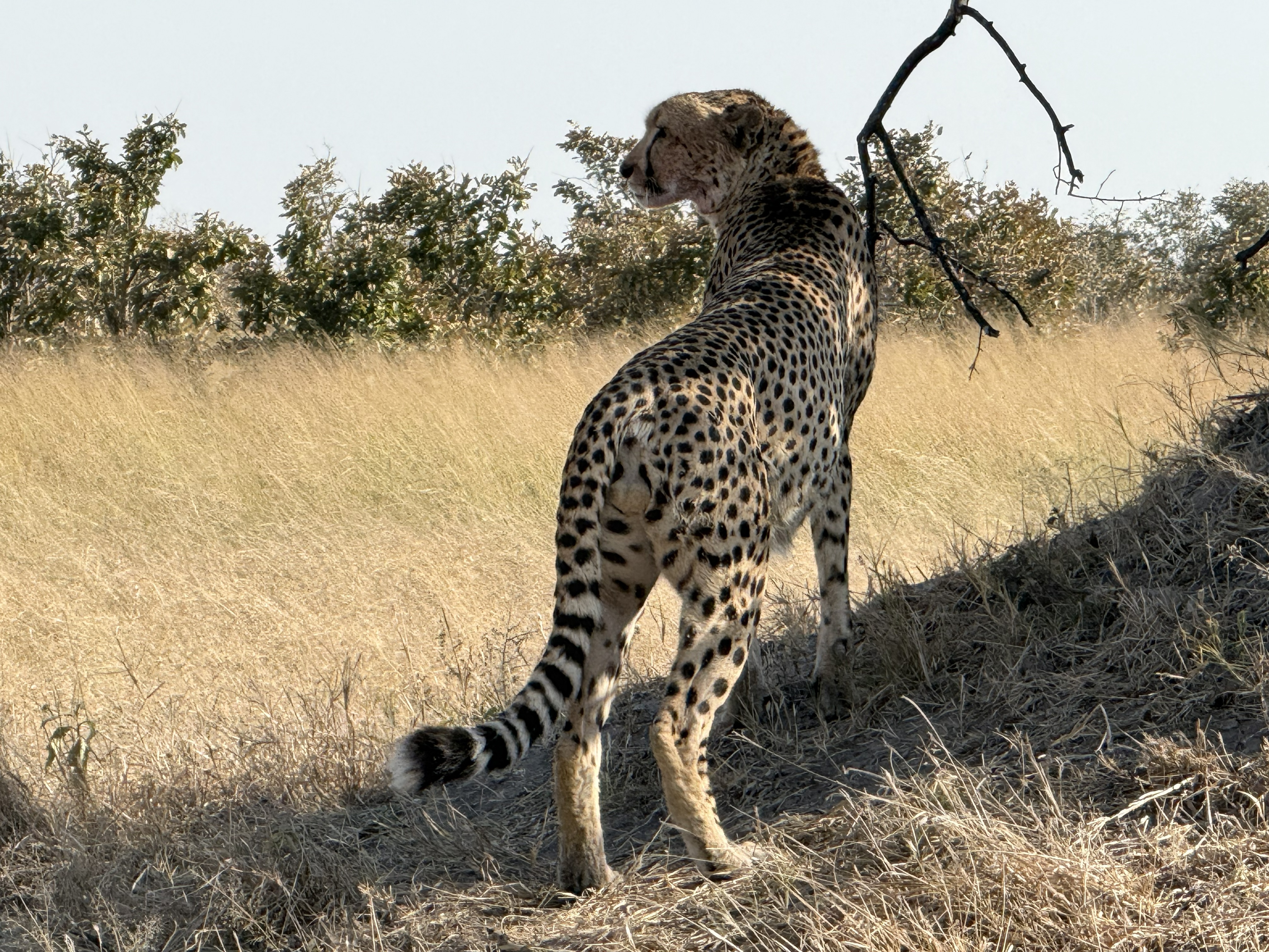 And moving off — but our guide watched exactly where it went, and filed it away.