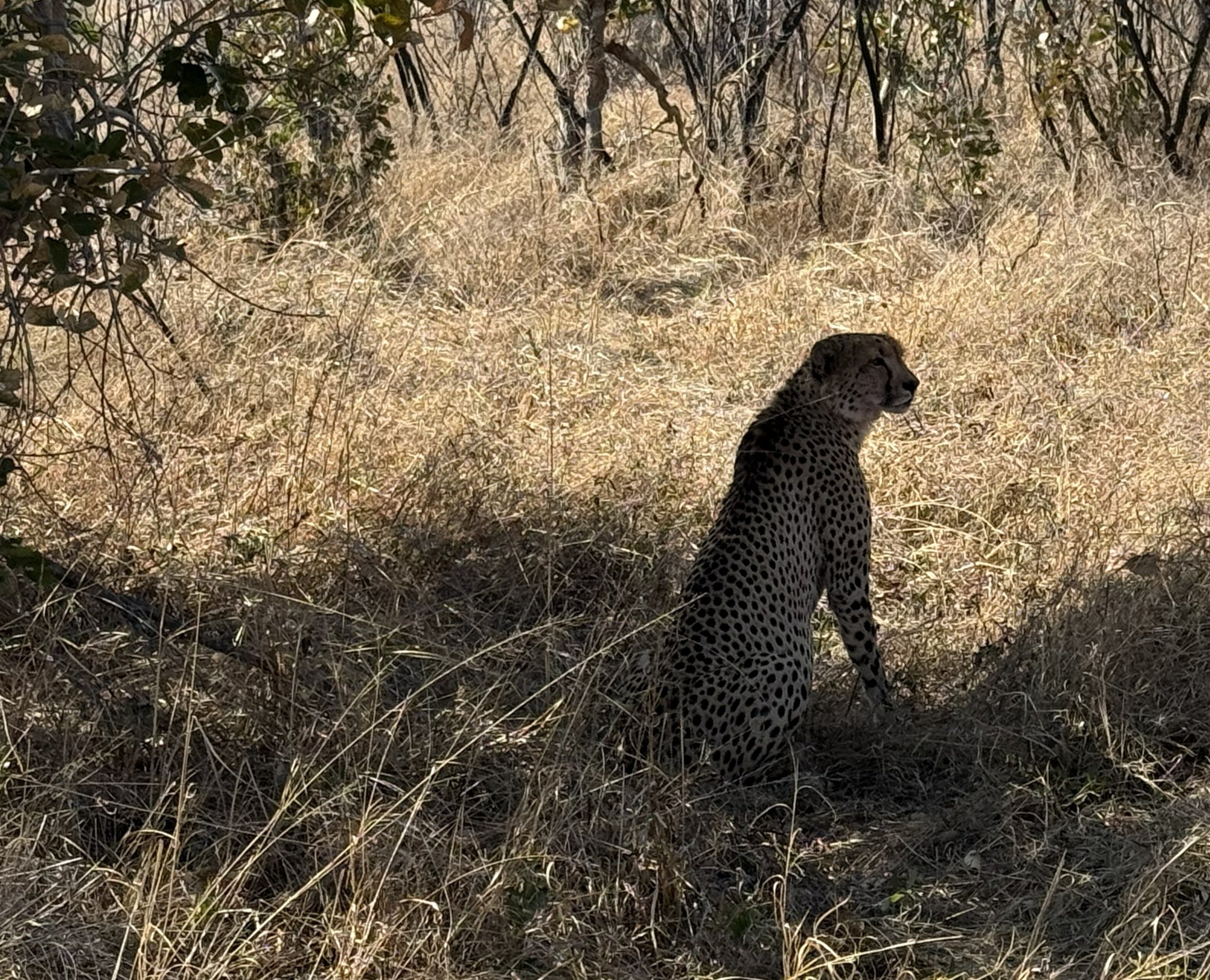 The second view. Same cheetah, new tree, and the distinct sense that our guide was better at this than we had any right to expect.