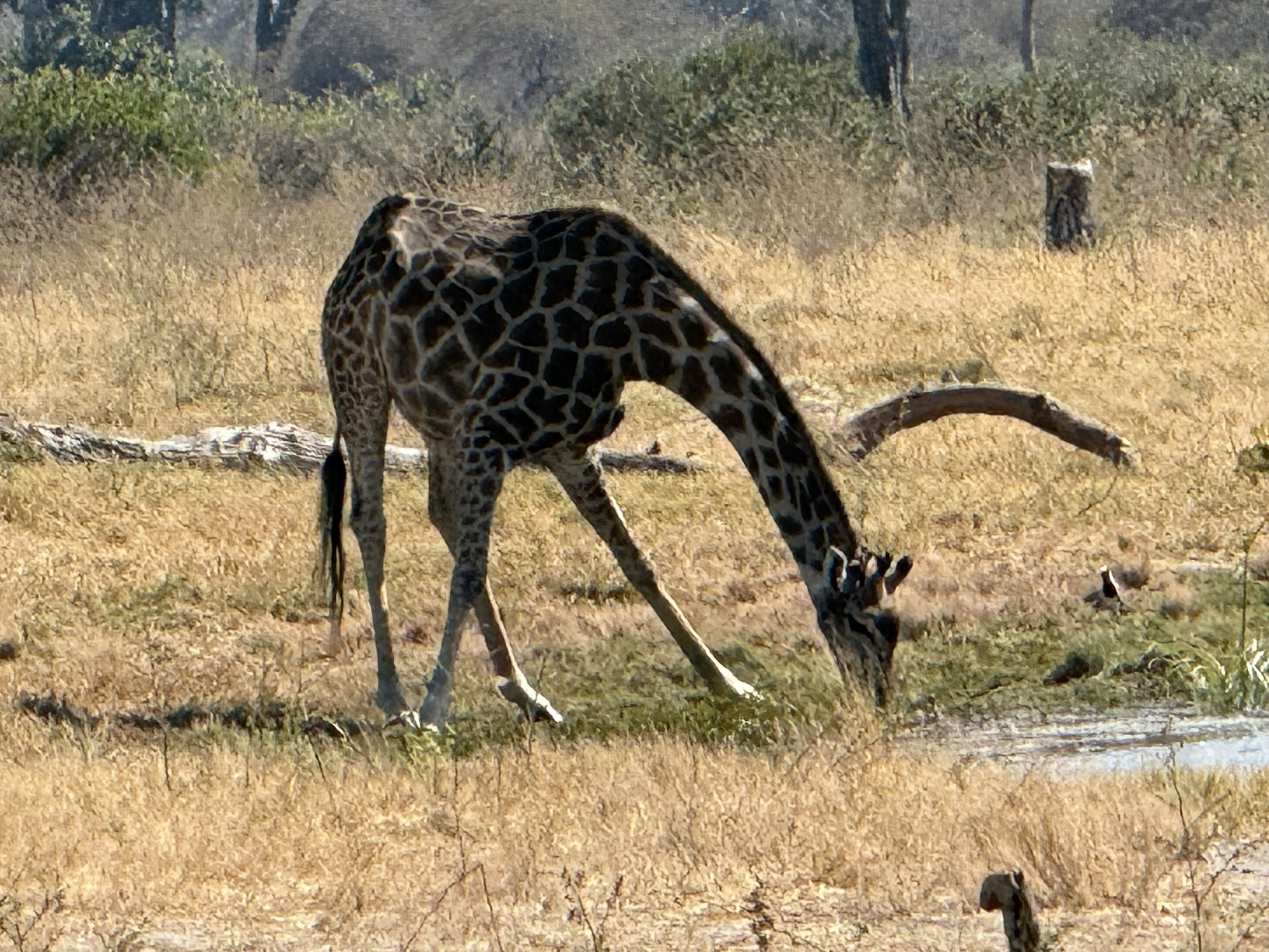 A giraffe, finally down and drinking — legs splayed, neck plunging, the whole ungainly, defenseless miracle of it. This took real patience to photograph, most of it the giraffe