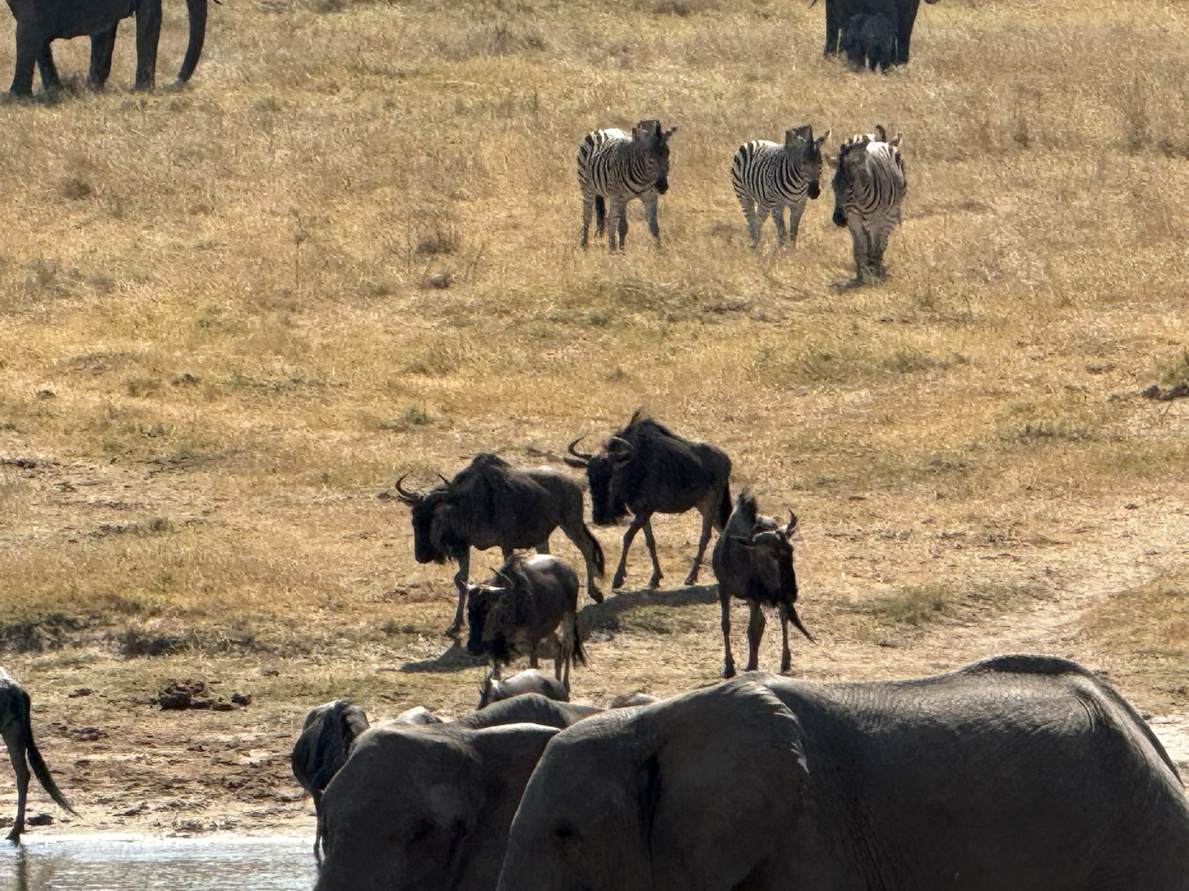 The wildebeest arriving: elephants already at the water in front, the wildebeest coming down through the middle, and the zebra still hanging back up the slope, working up their cou