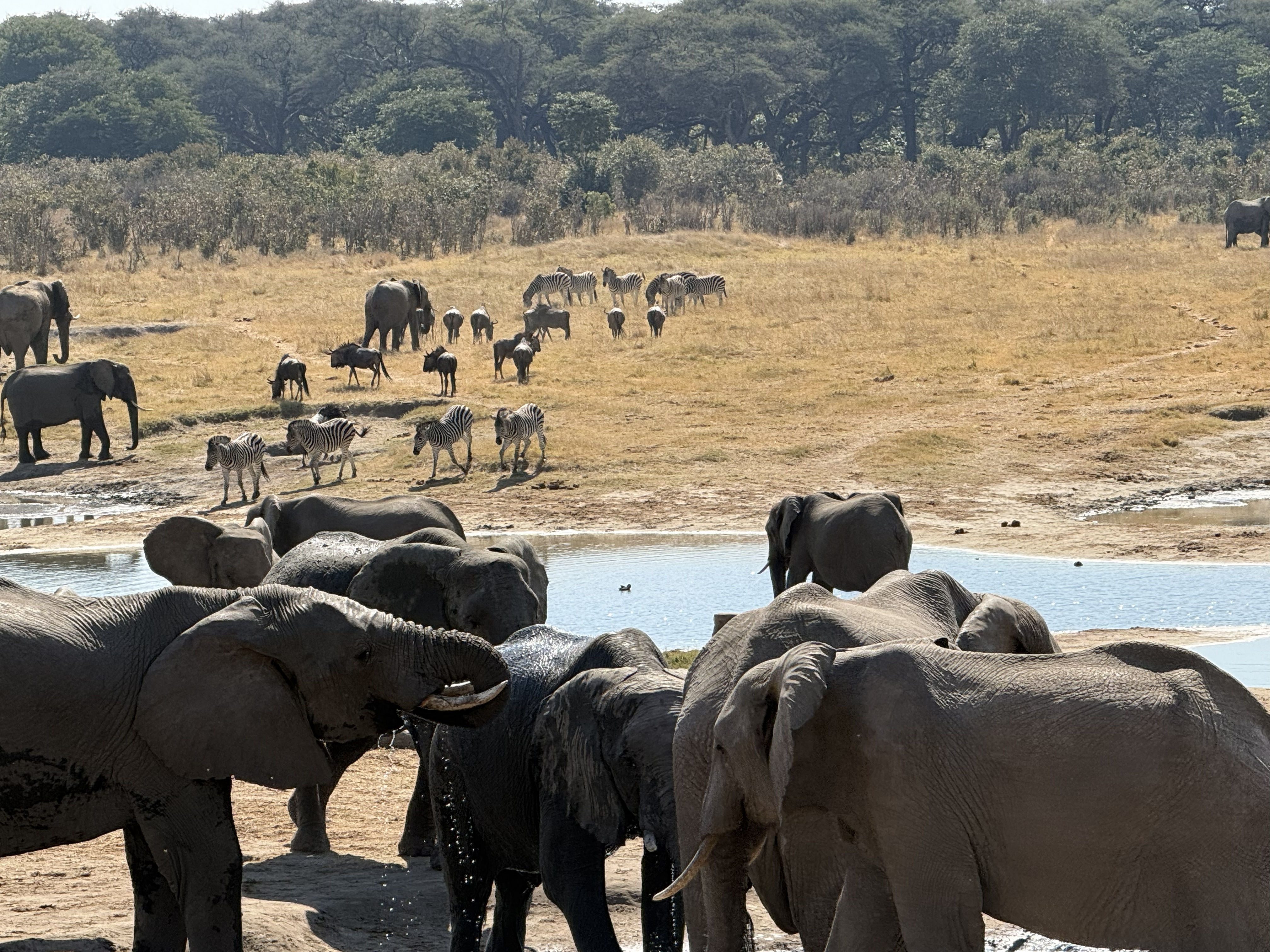 A little later, the standoff resolved — elephants, zebra, and wildebeest all sharing the one reliable water in a dry season, the courage having gone around at last.