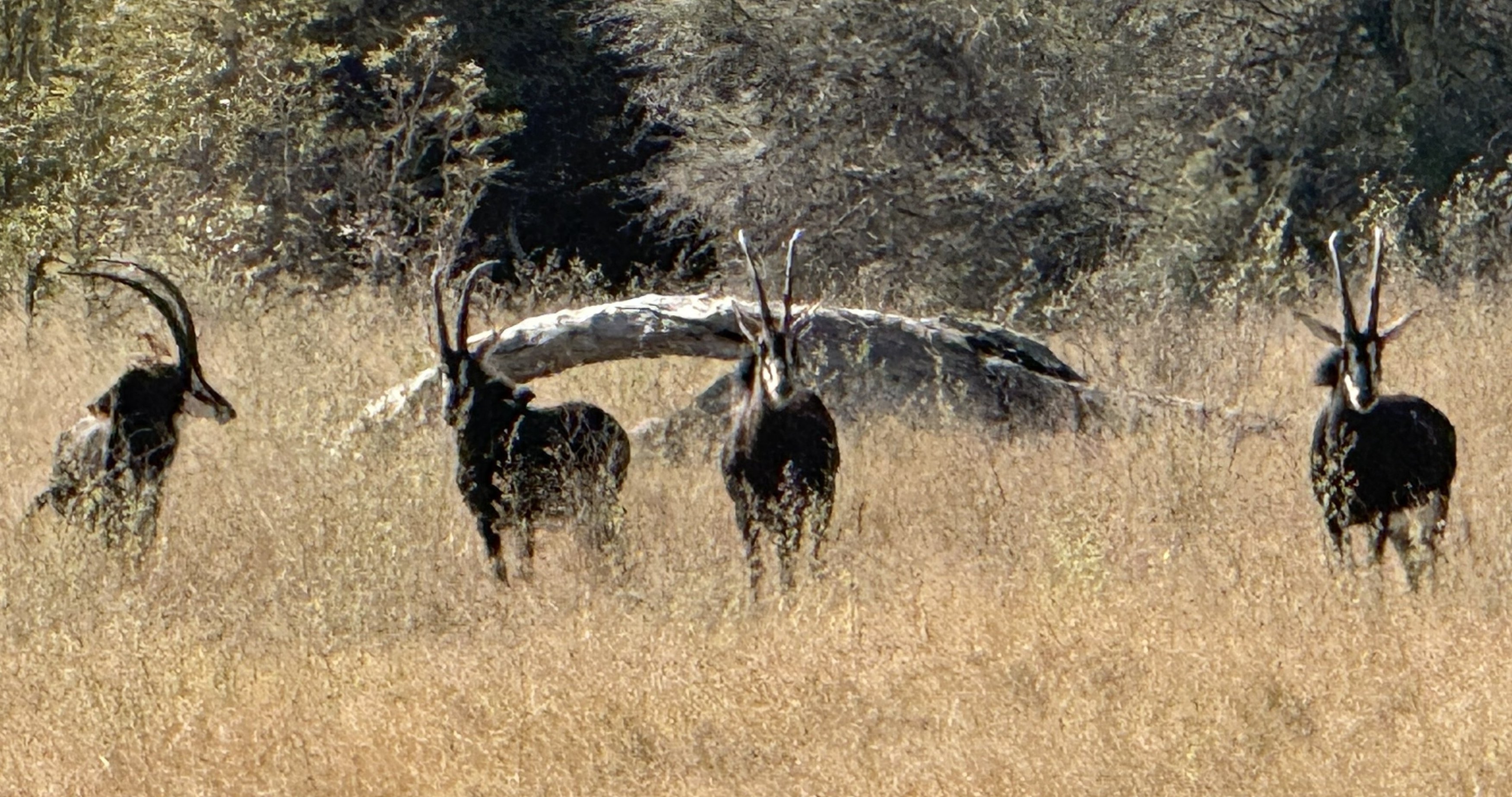 A sable antelope — dark, muscular, with those long swept-back horns curving like scimitars. One of the most striking antelope in Africa and not an everyday sighting.