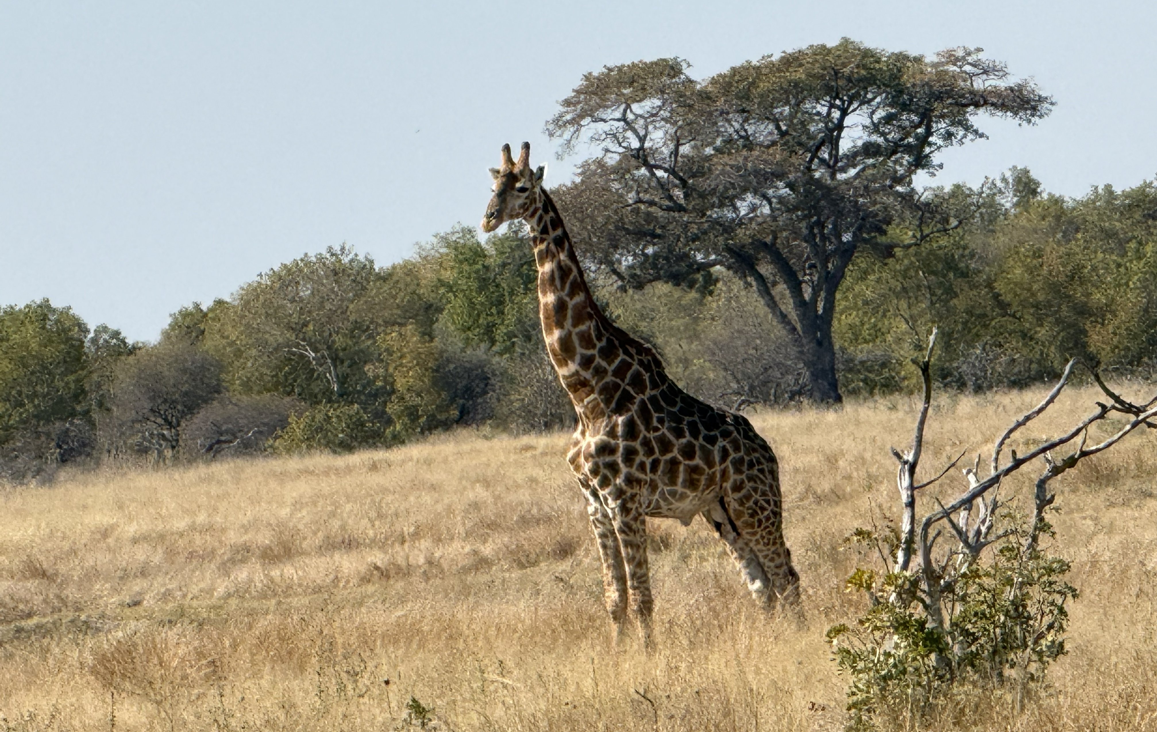 A giraffe against the acacias, in the flat afternoon light.