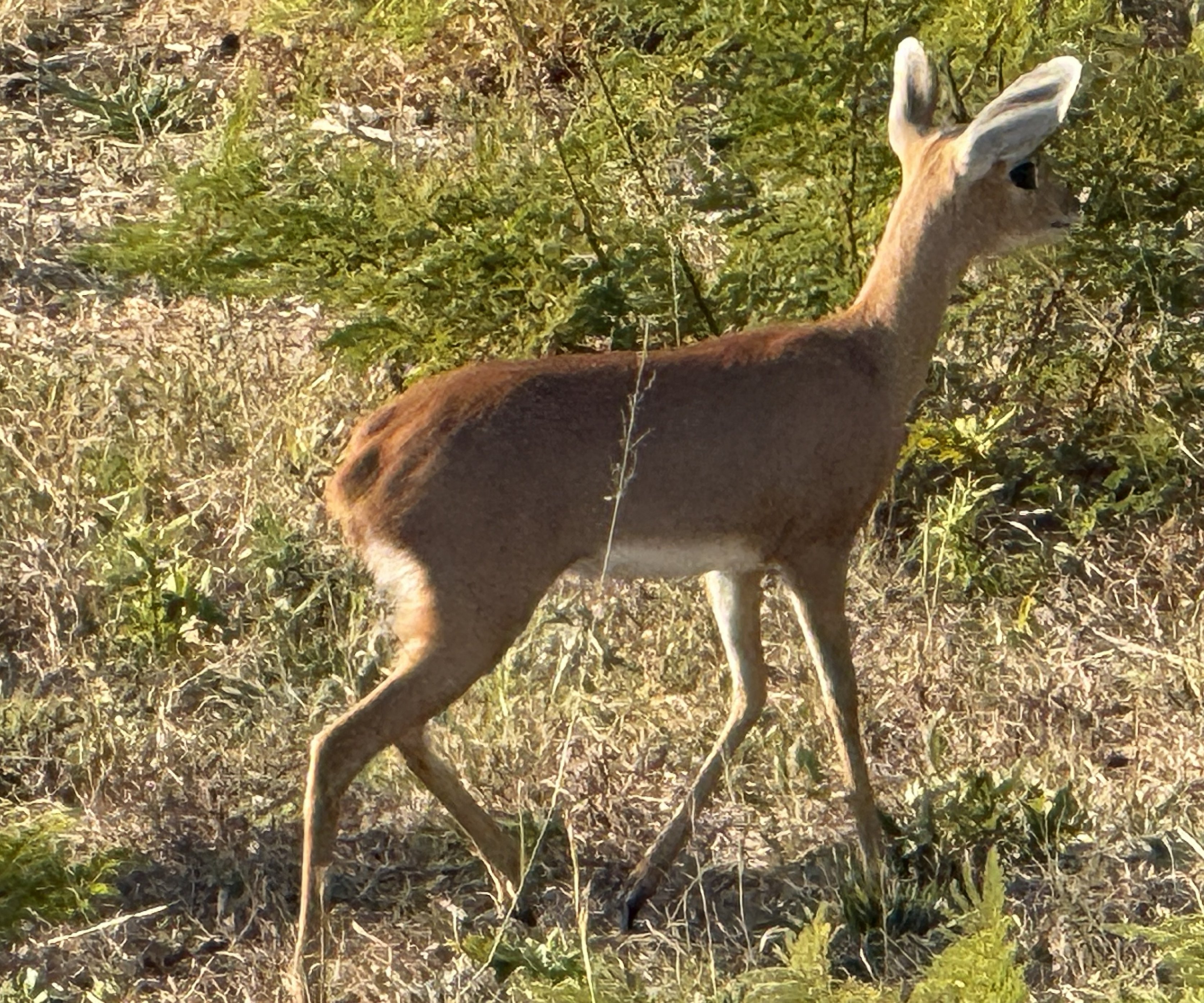 And the little one, one more time. Steenbok. Alone. It is always alone, and by now it felt less like a fact about the species and more like a personality.