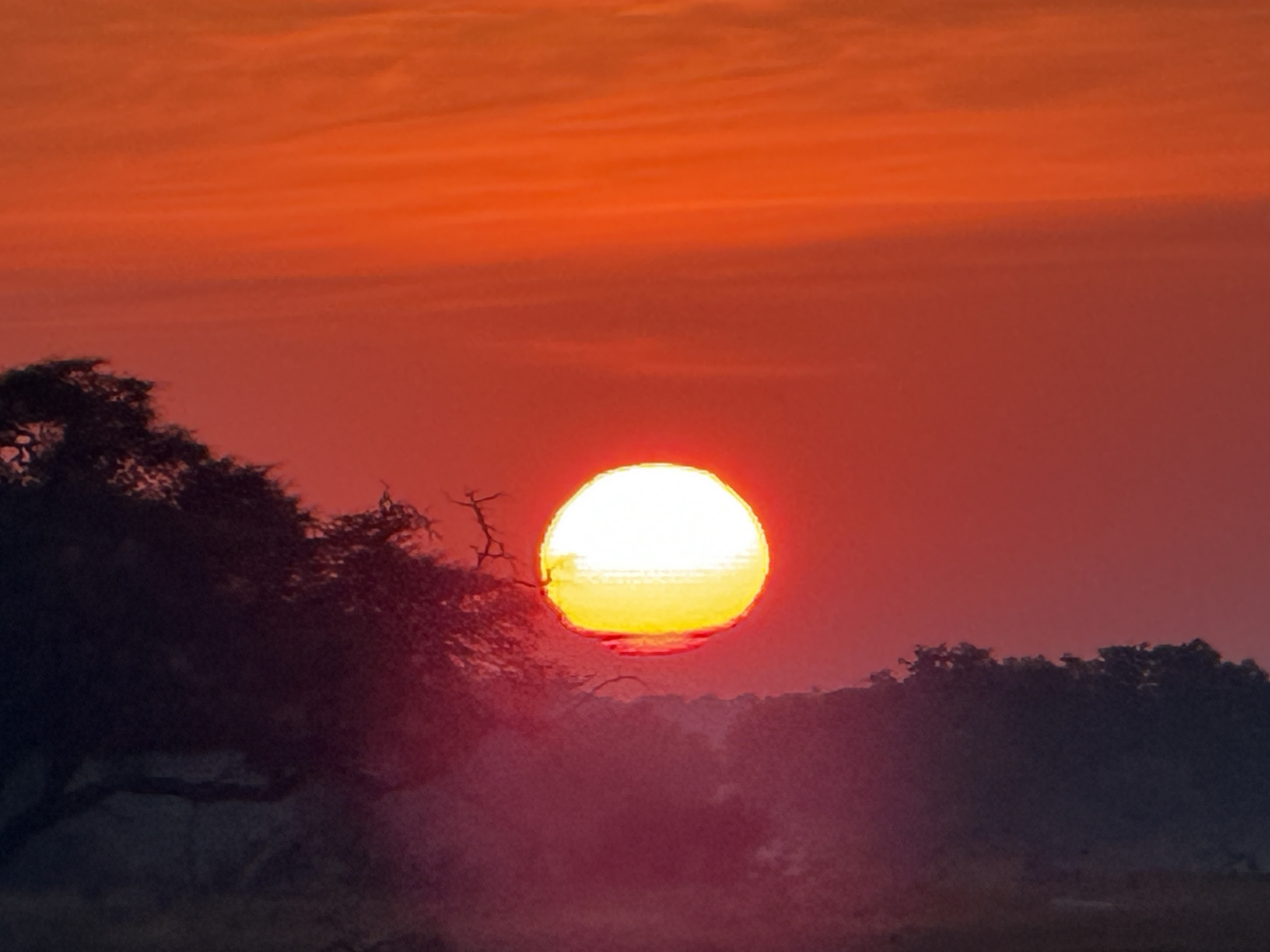 Sunrise, which the bush hands out free every morning and which never quite stops being worth getting up for.
