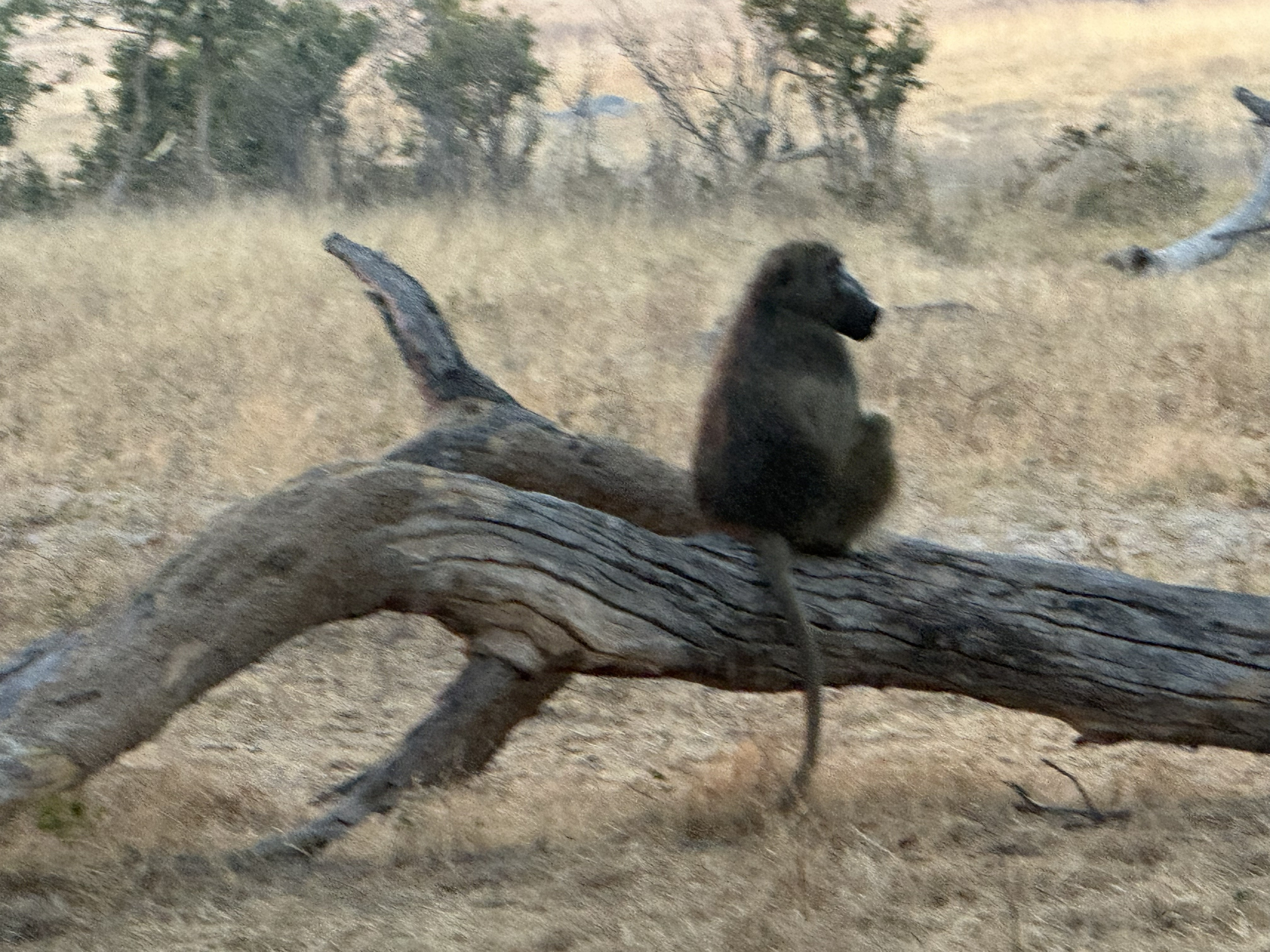 A baboon on a fallen log, doing the thing baboons do best, which is sit and judge.