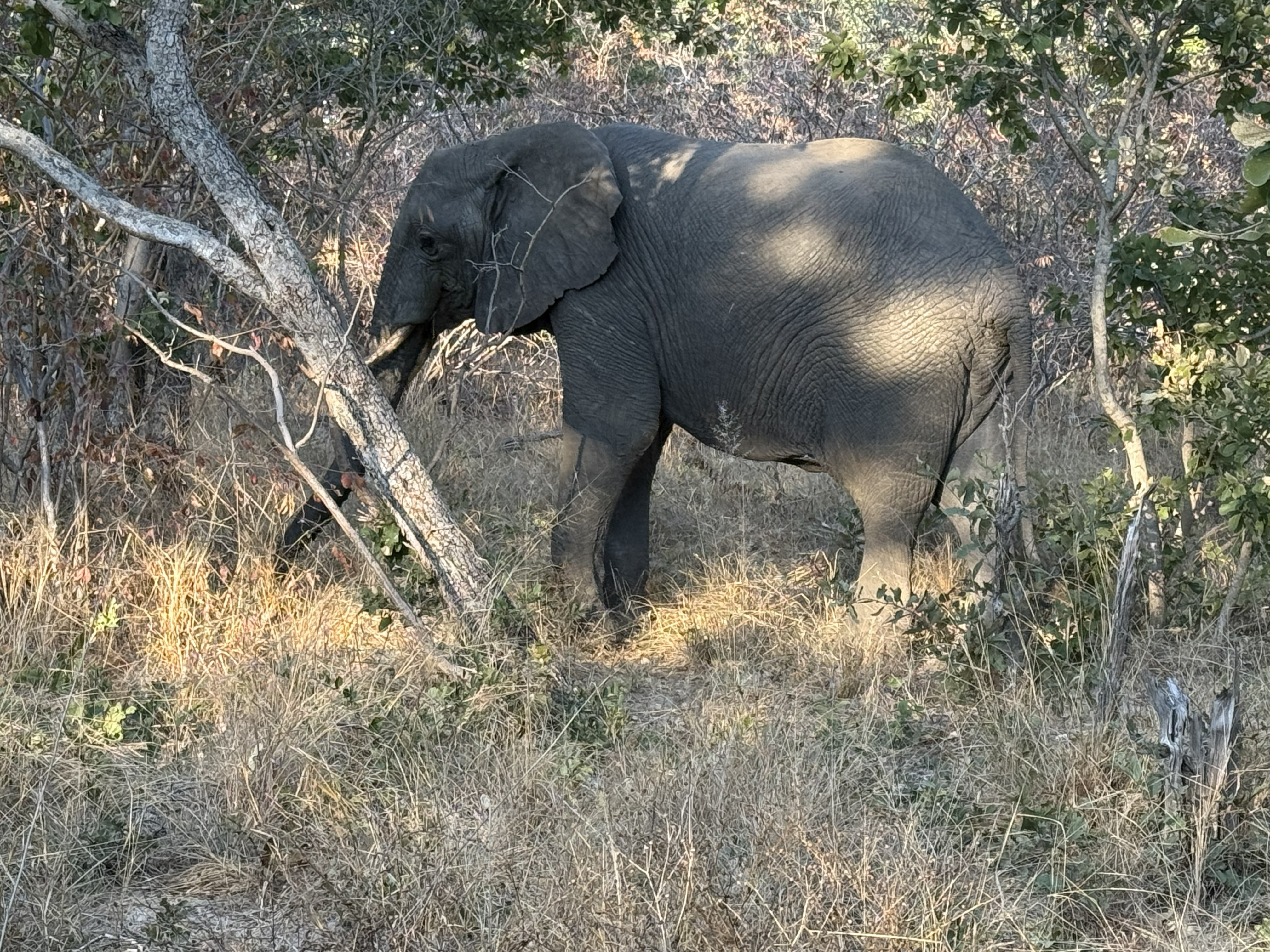 And an elephant, browsing the tree line. By now the phrase “an elephant” had lost most of its power to move us, which is a strange and slightly sad thing to be able to say.